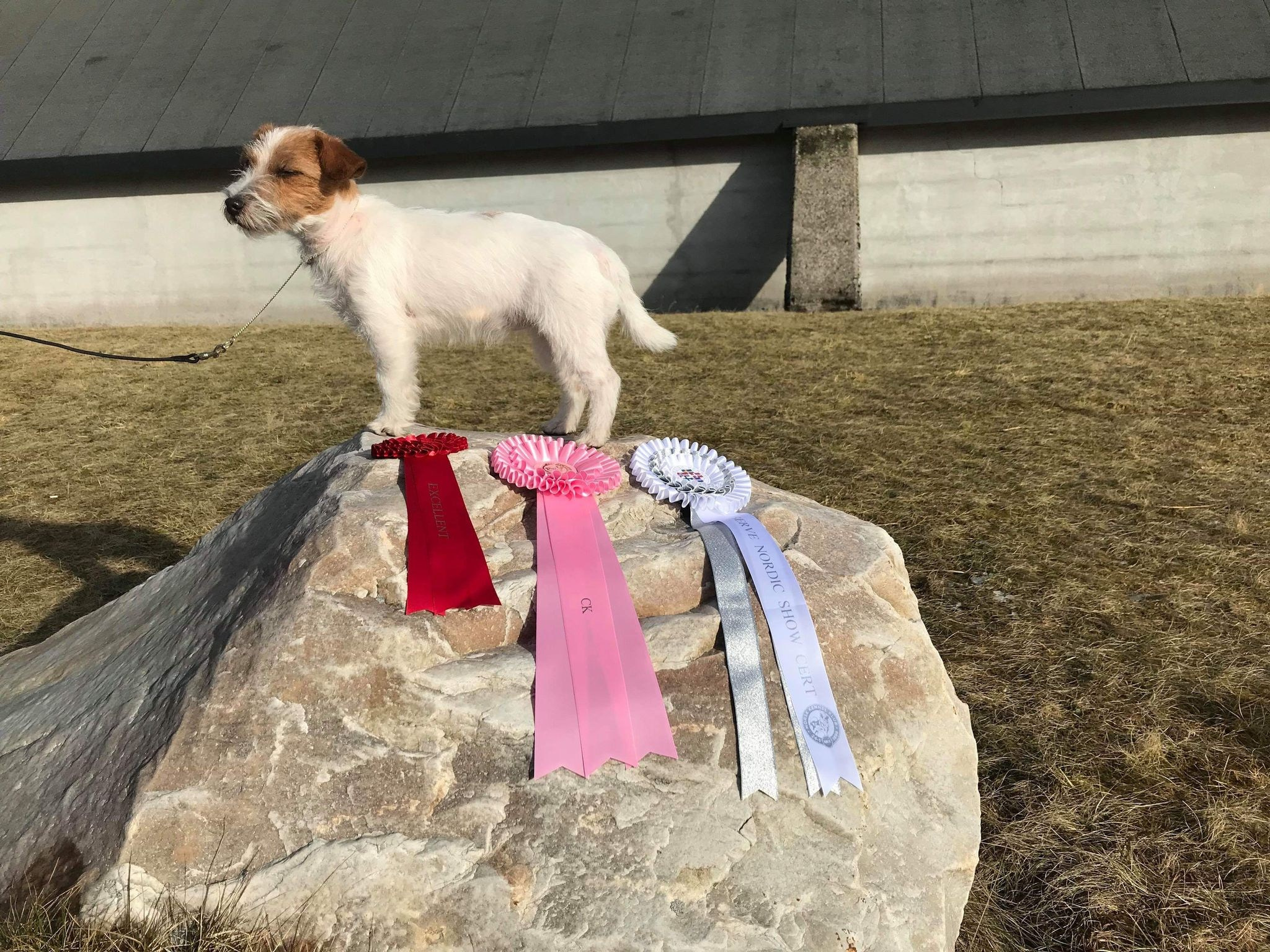 CM KIT_KAT. КАНЕ МАЭСТРО — питомник Джек рассел терьеров