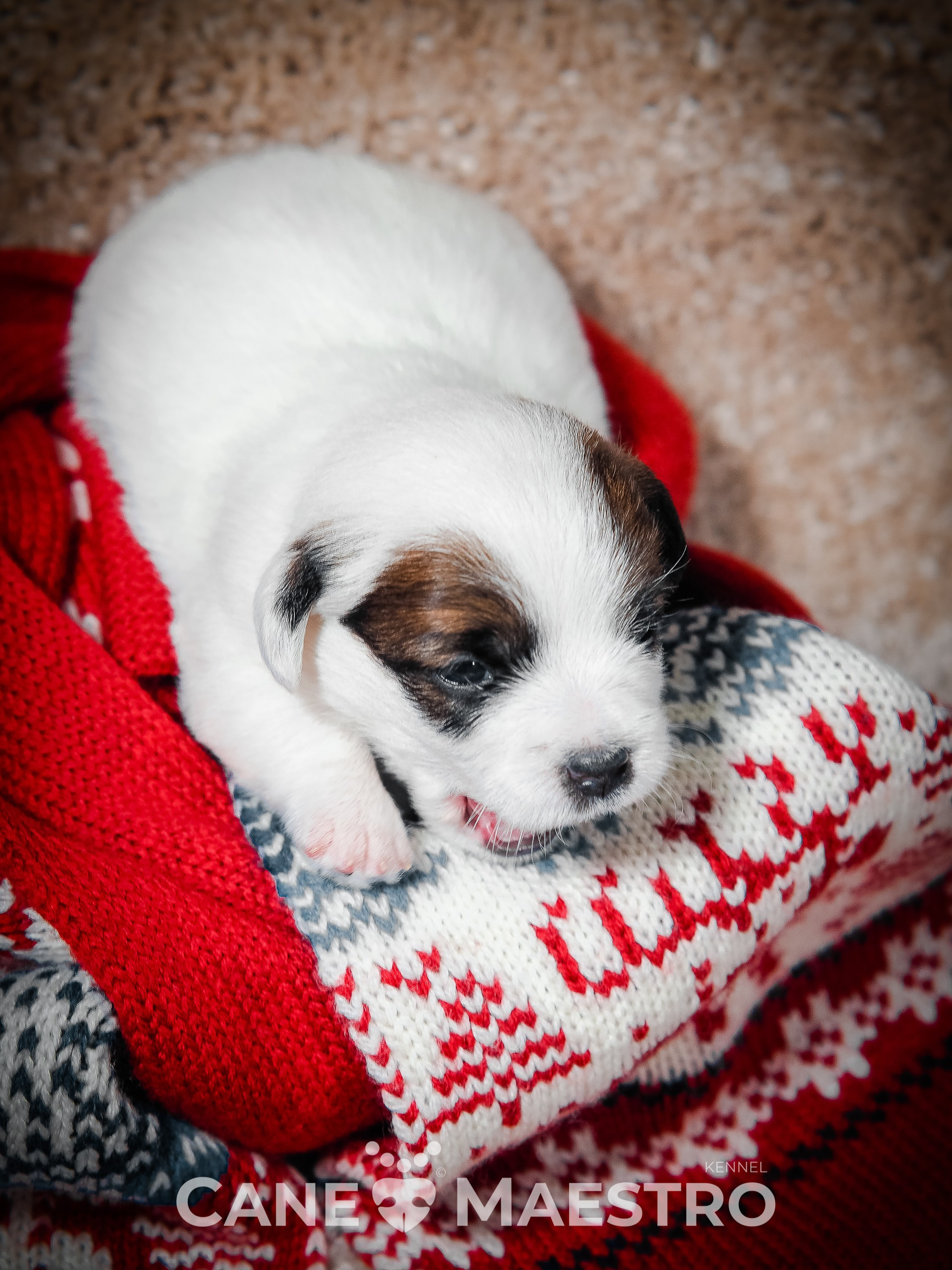 1КОБЛ_МОНОКЛЬ_Ц_ЛИТТЕР. CANE MAESTRO — kennel Jack Russell Terrier