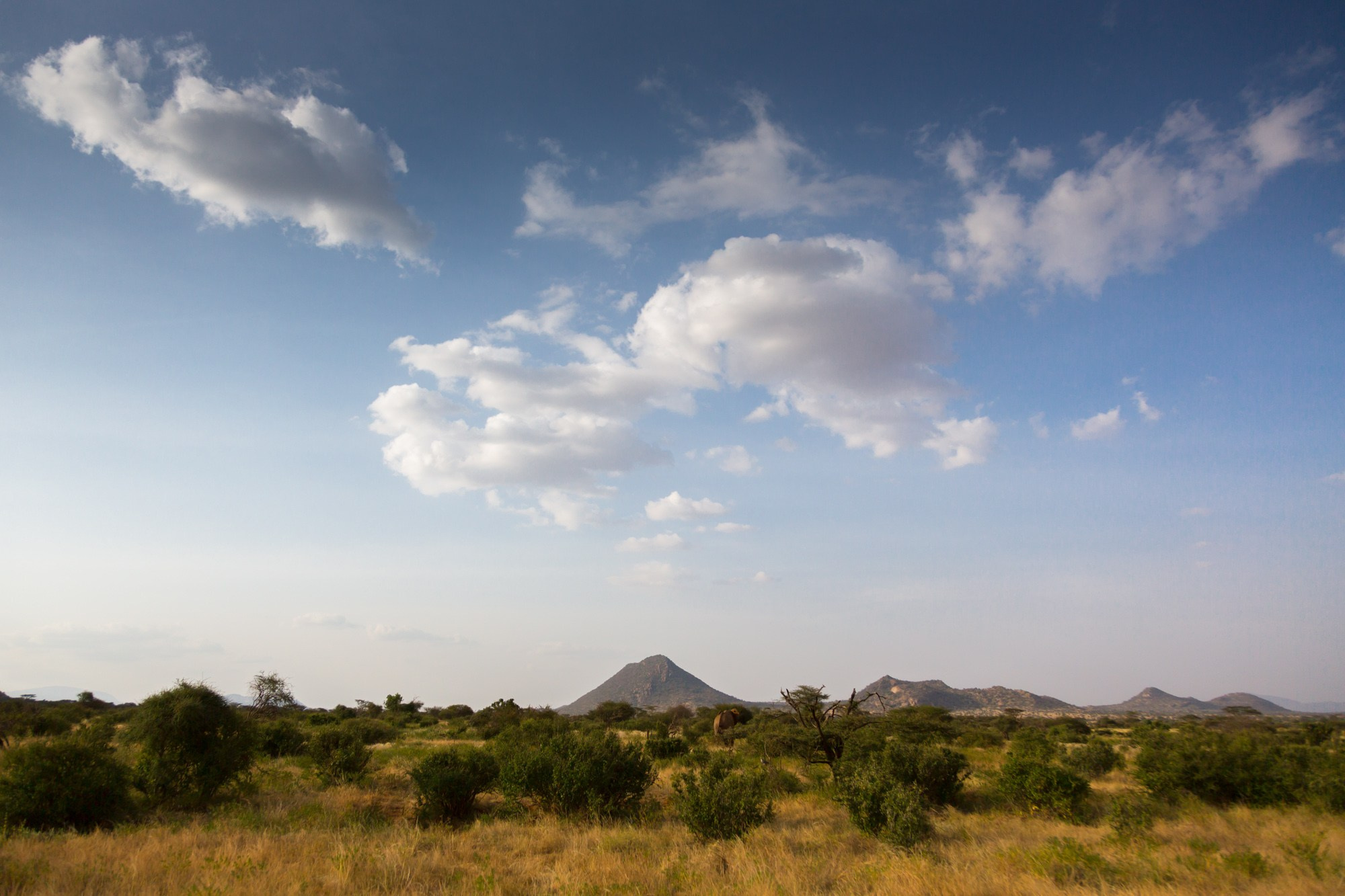 Африка. Кения. Фотосъёмка животных в африканской саванне. Фотограф Алексей Скоробогатько