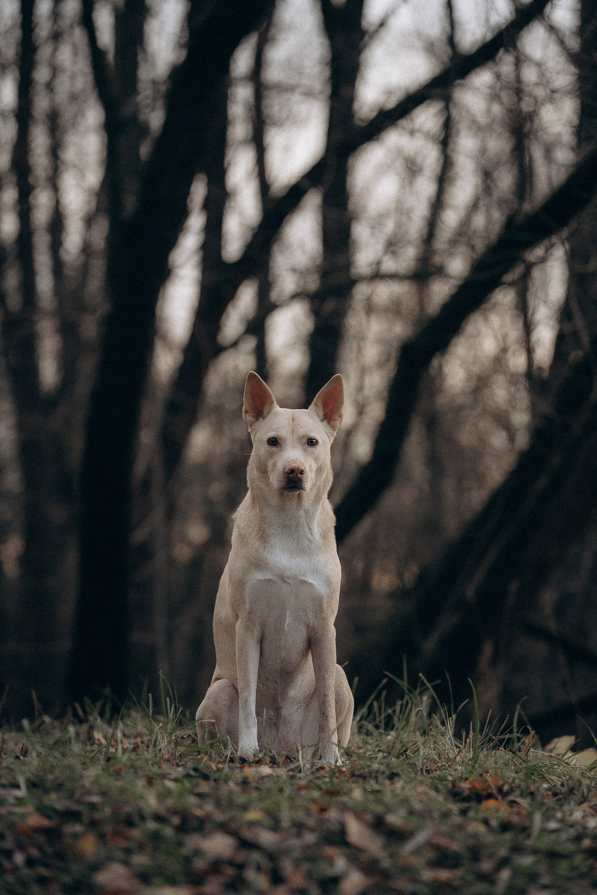 Туся. Фотограф анималист в Москве и Санкт-Петербурге Свиридова Анна