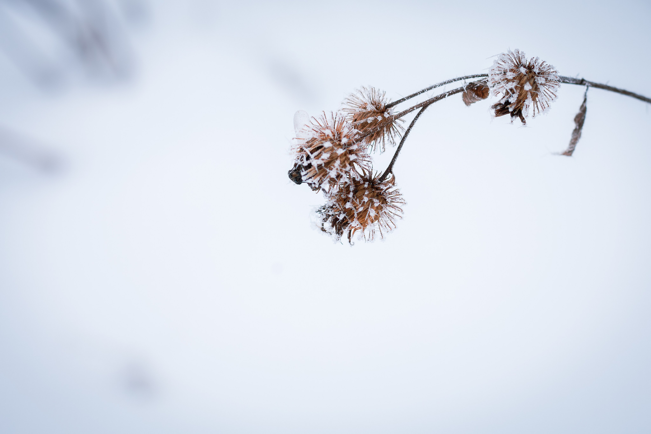 Снежная прогулка. Фотограф в Томске Евгения Гуляева