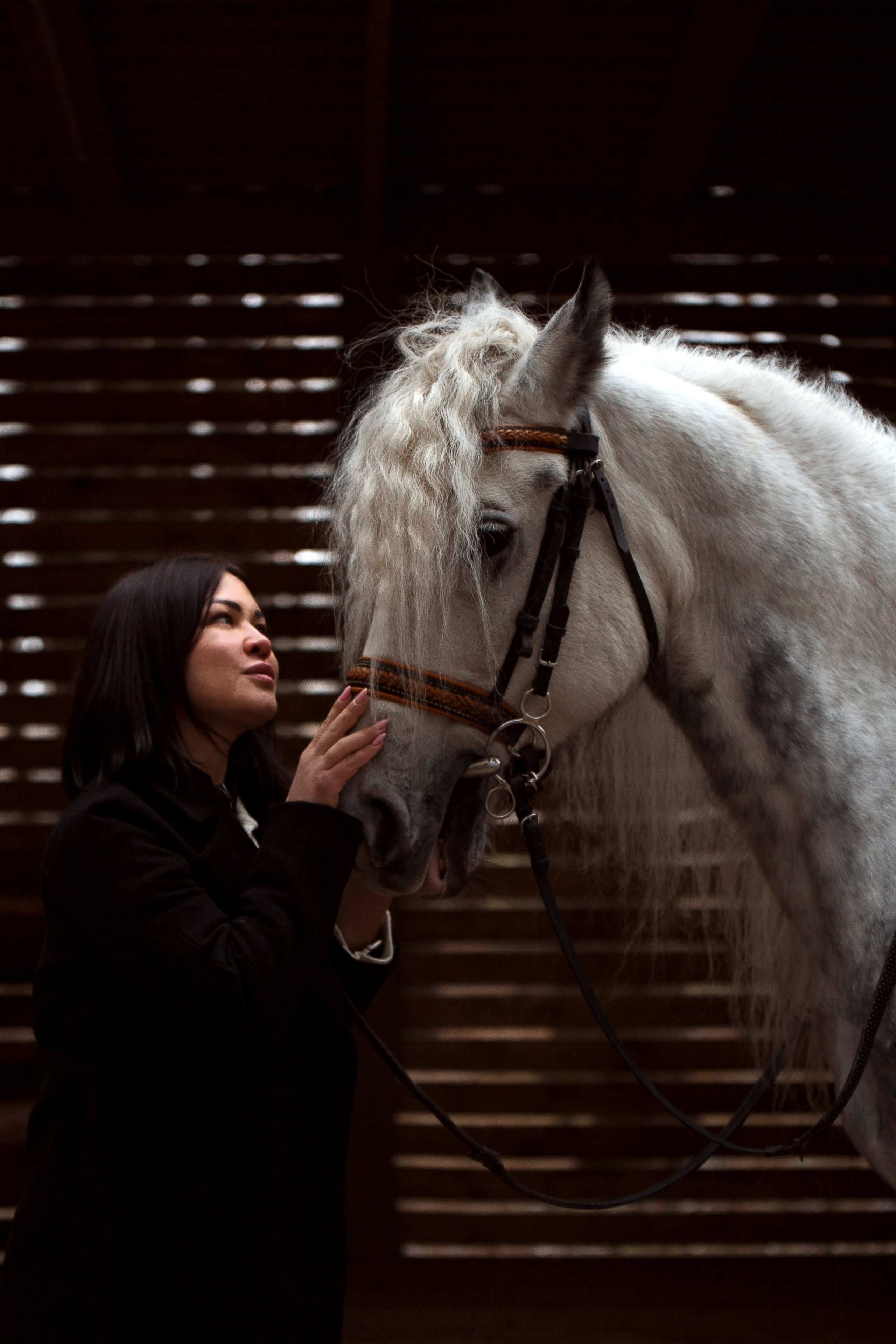 Феникс. Конный фотограф в Красноярске — Любовь Похабова