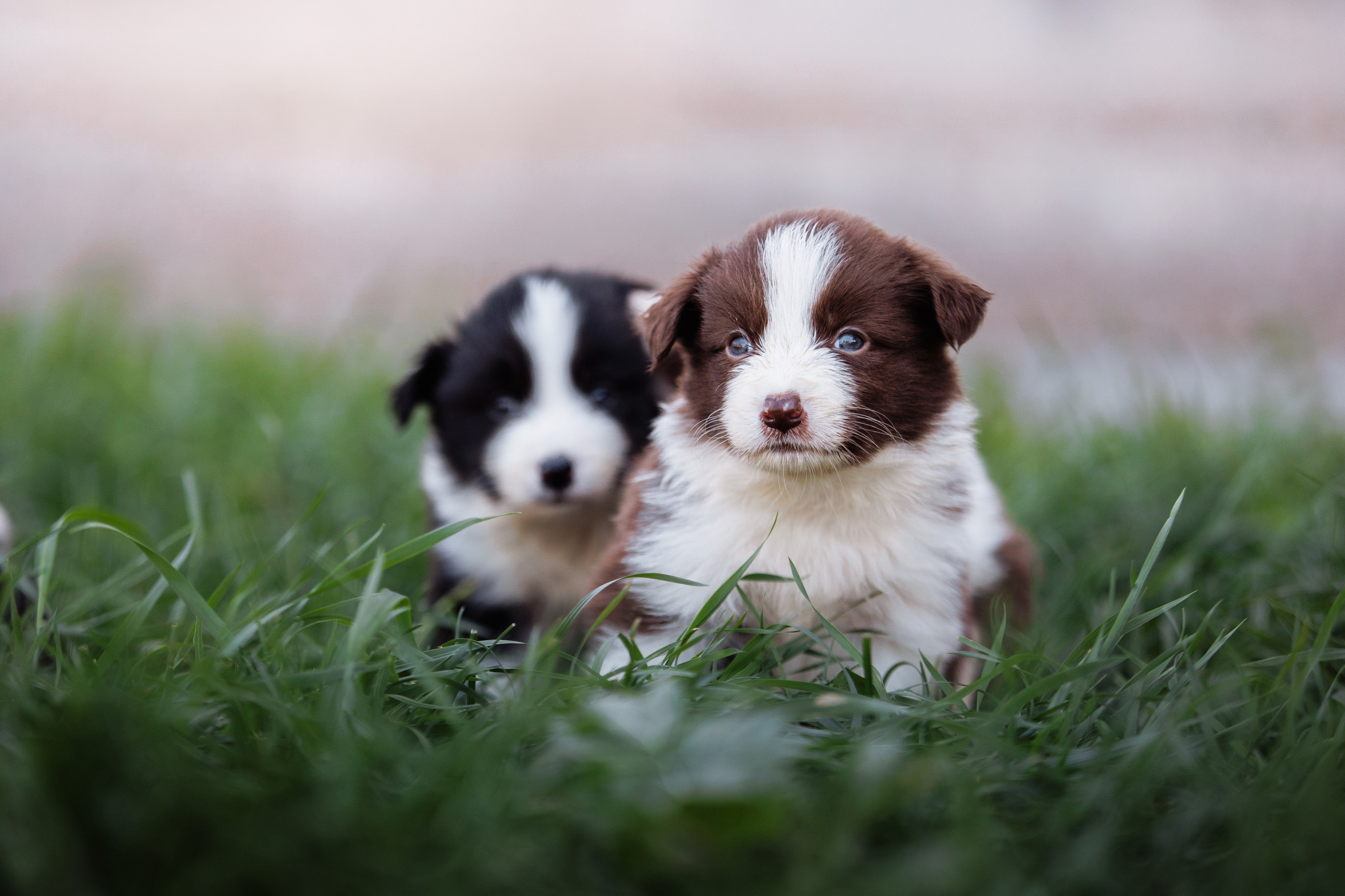 МММ — маленькое мягкое милое. О нас