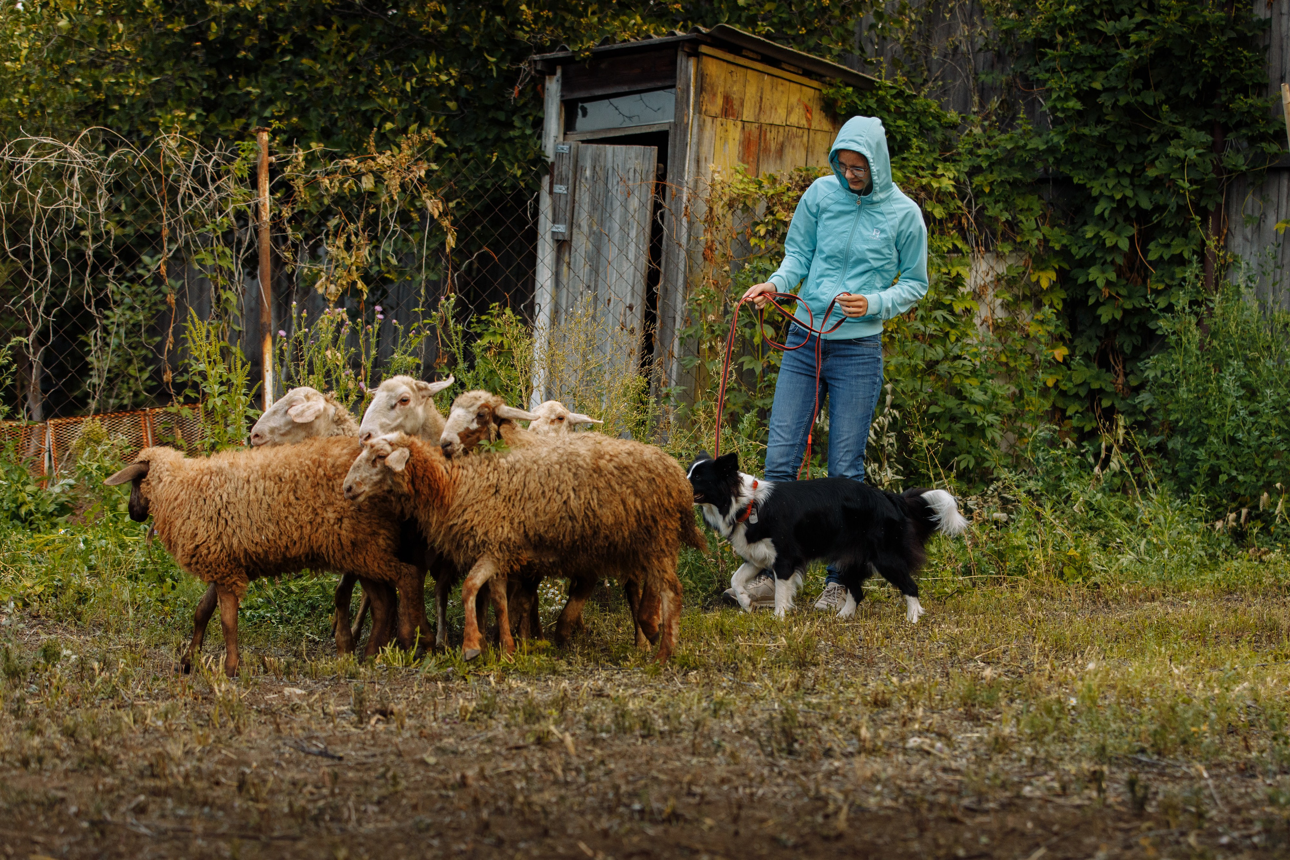 Овечий день. О нас