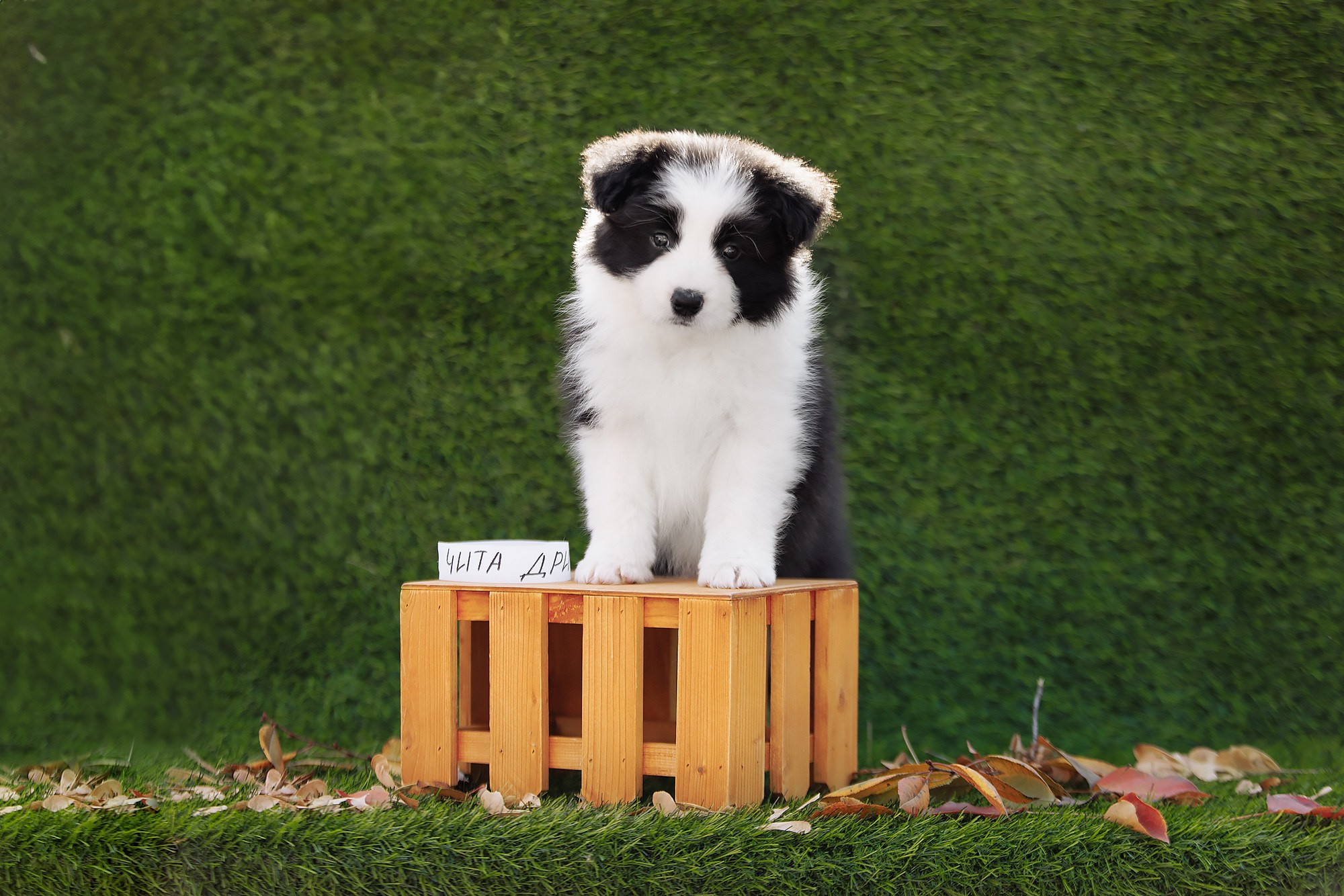 Новый лист. О нас