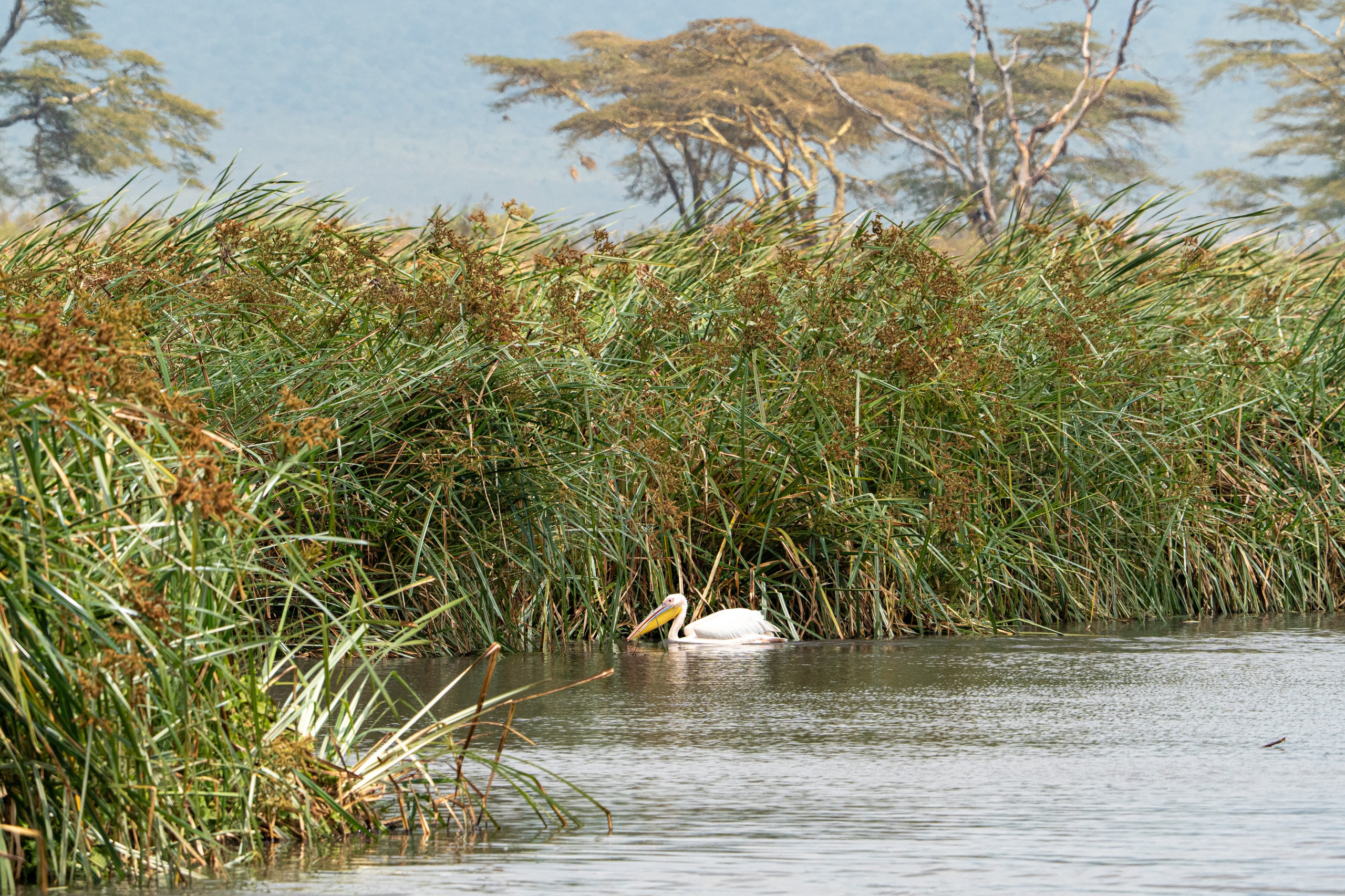 Танзания, сафари, 2025. Творческие сьемки