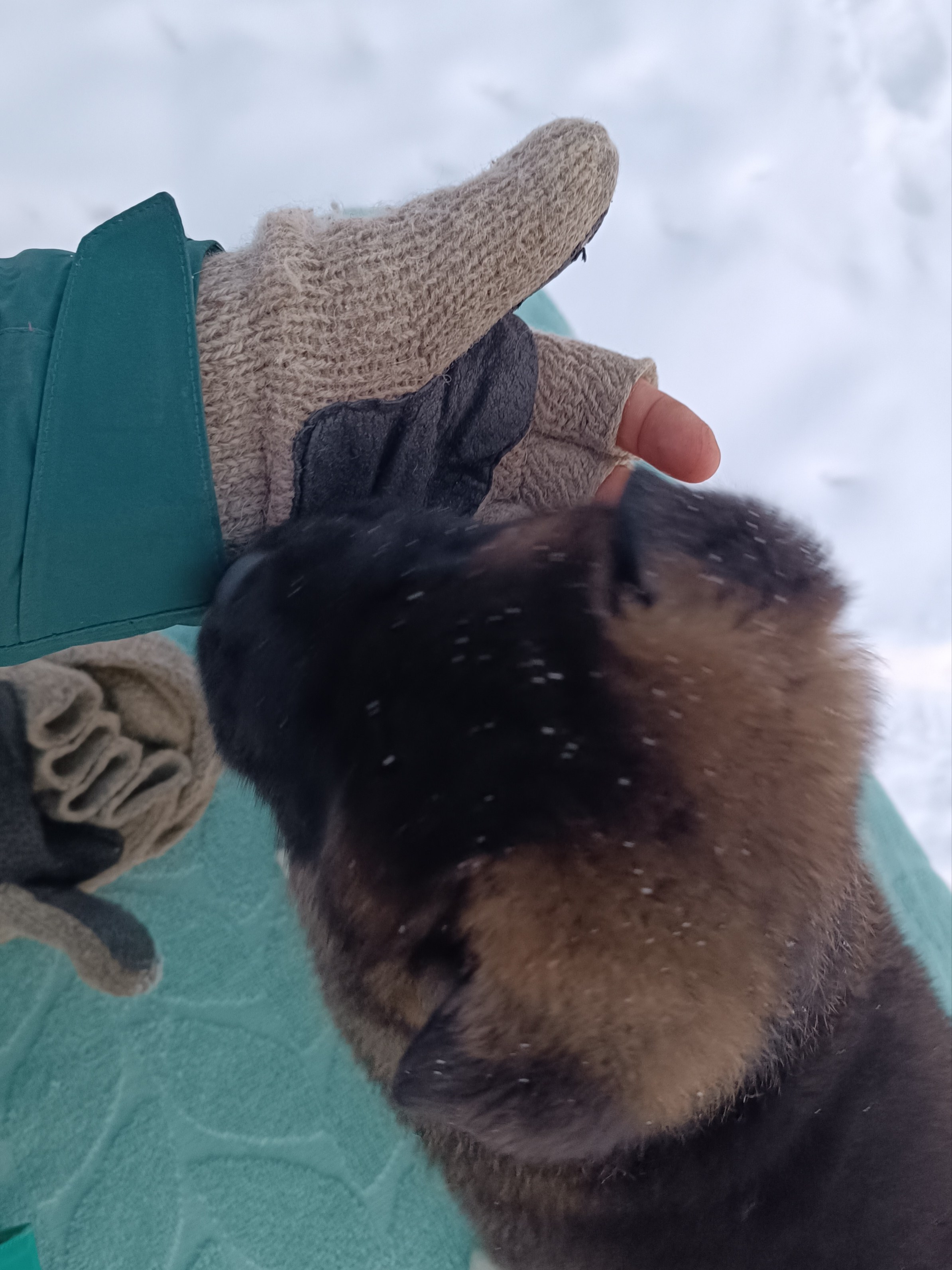 Rubylight Ctsar'. Американская акита I Сиба ину I Питомник RUBYLIGHT