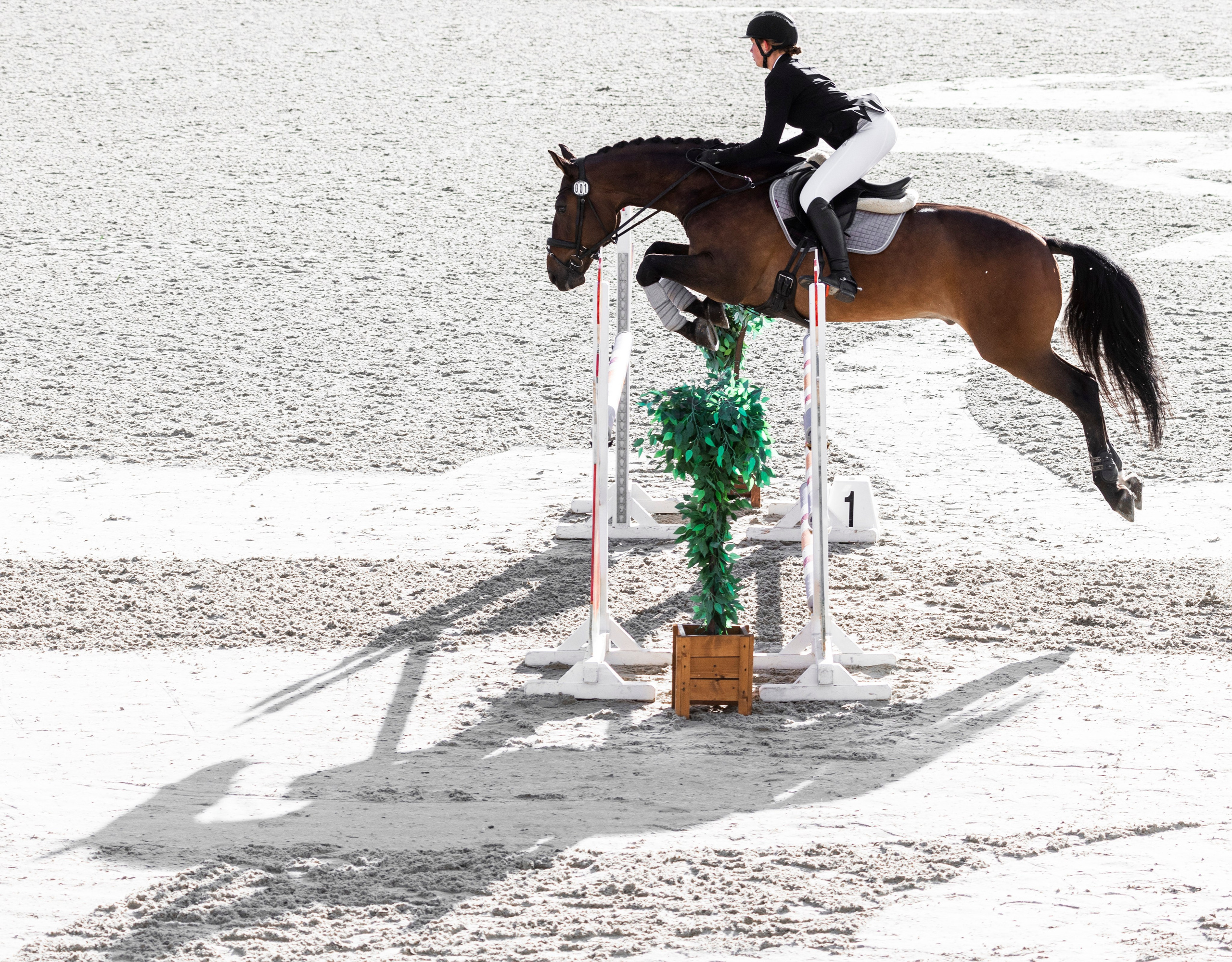 Фотографии с турниров. Конный фотограф Дарья Полянина