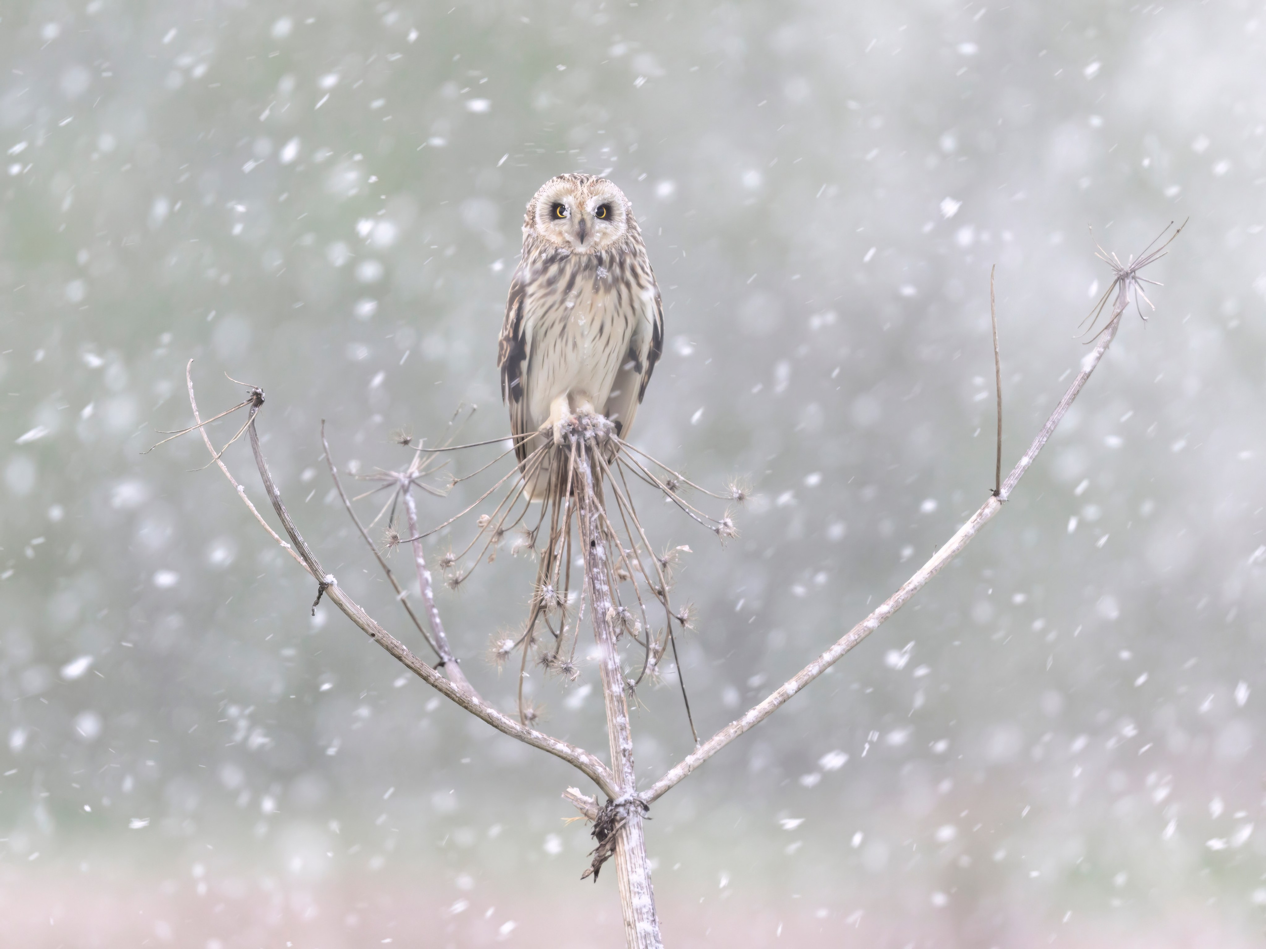 Сова в снежную бурю. Wildlife photography by Sergey Puponin