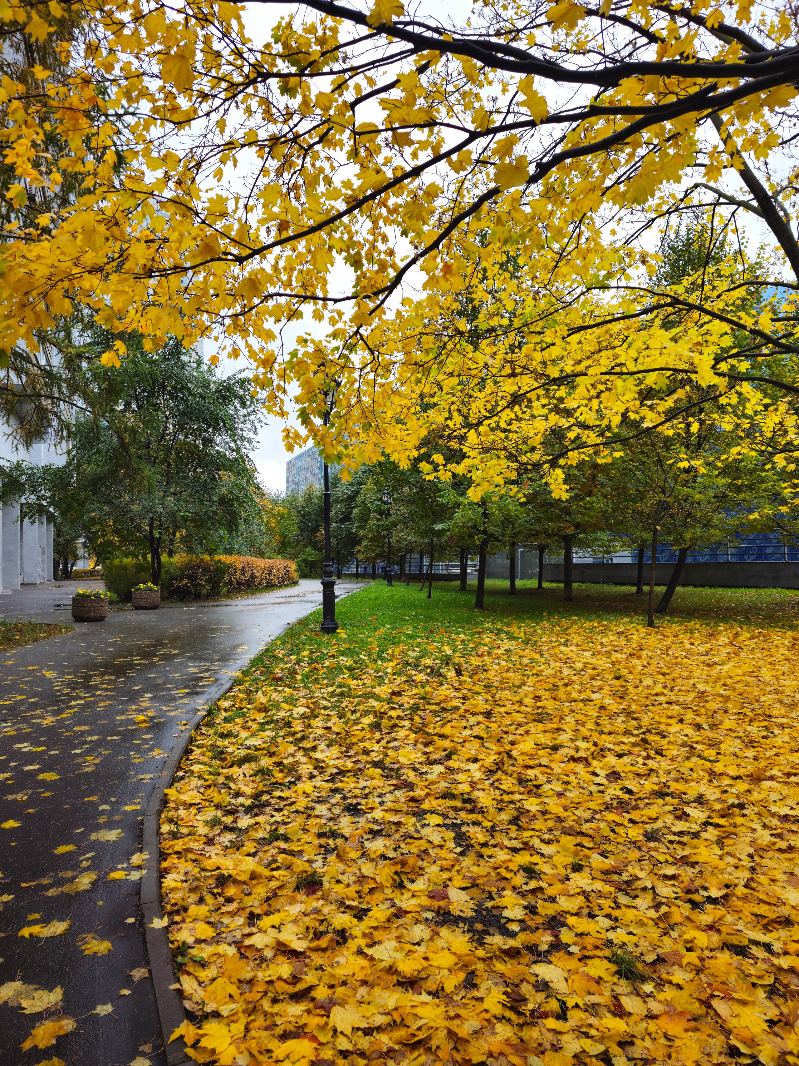 Изгиб Парковой Дорожки в Золотой Осени. Парковая сцена, где изогнутая мокрая дорожка проходит мимо лужайки, усыпанной яркими желтыми листьями. На переднем плане видны ветки с золотой листвой. На заднем плане — ряд деревьев и городские здания.  Мокрая, изогнутая парковая дорожка рядом с газоном, покрытым яркими желтыми листьями, обрамленная осенними деревьями.
