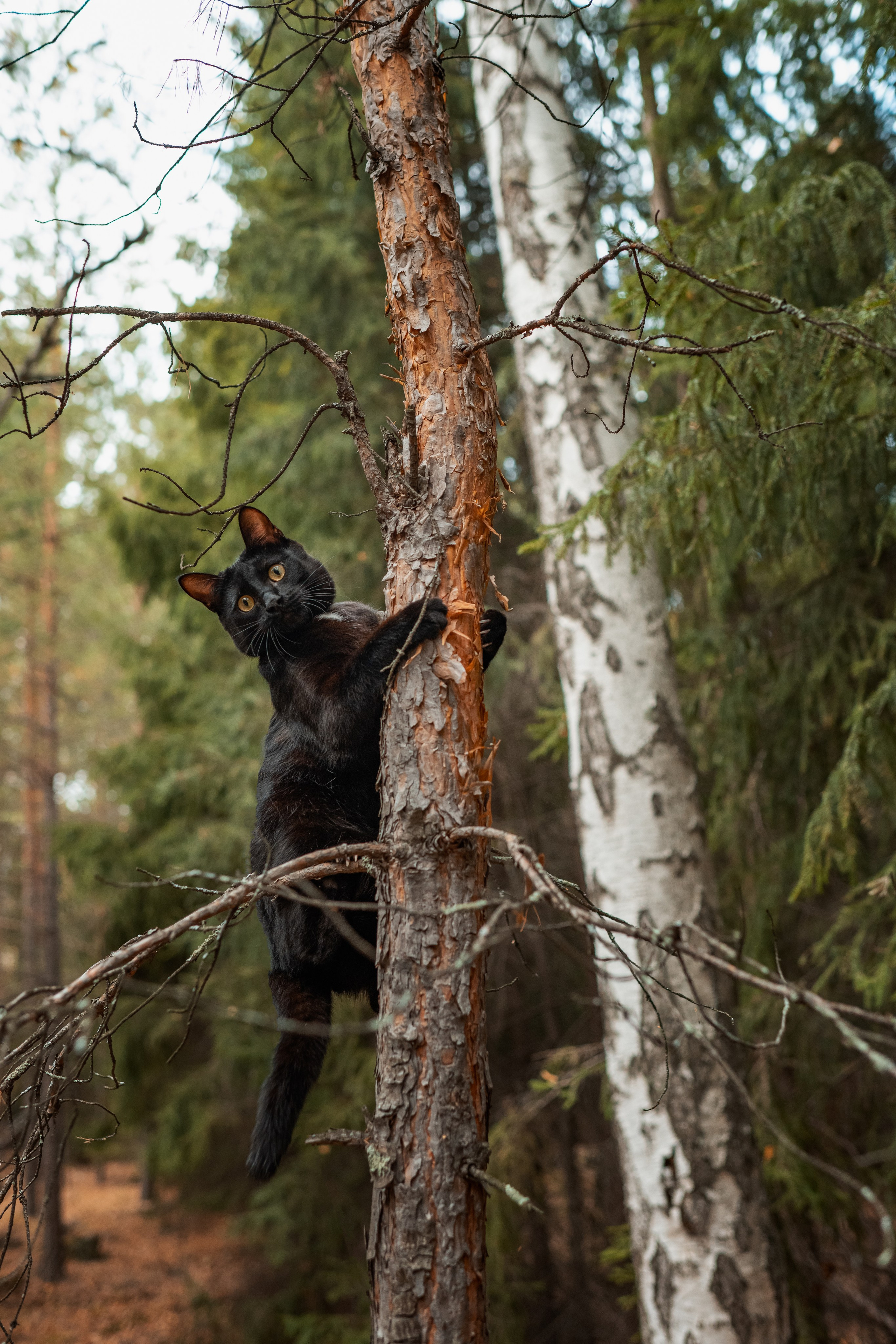 Ведьма с котом. Belichev45foto.ru