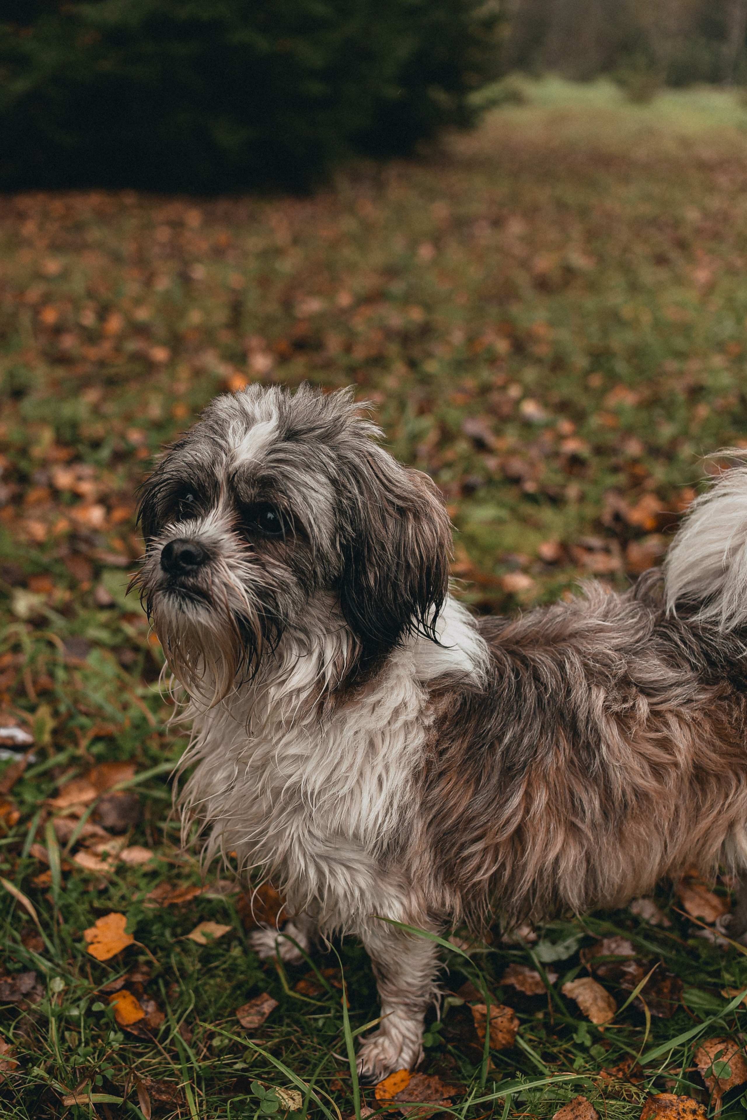 Family. Семейный фотограф Milena feel it