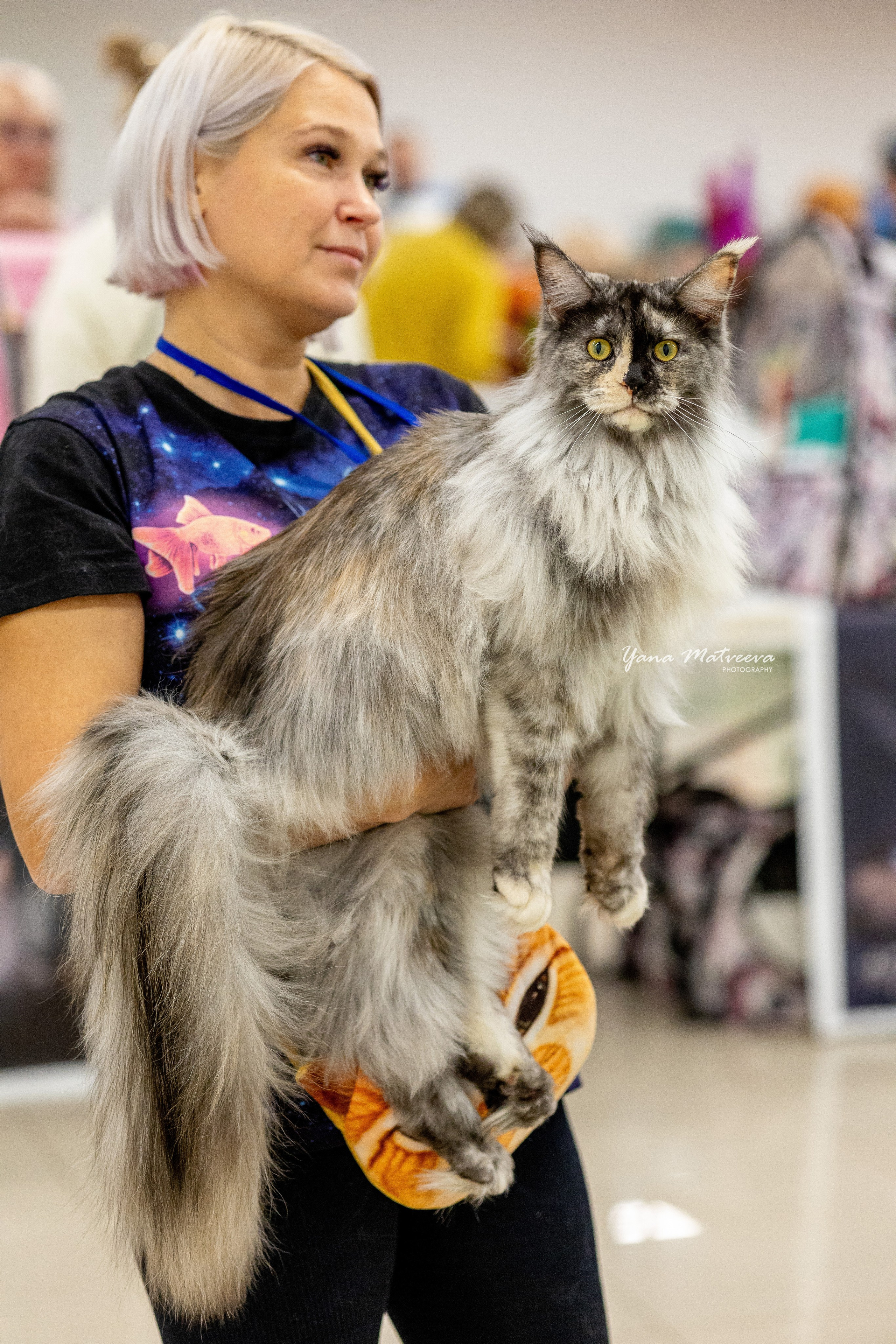 Кошки. Фотограф Яна Матвеева в Ижевске