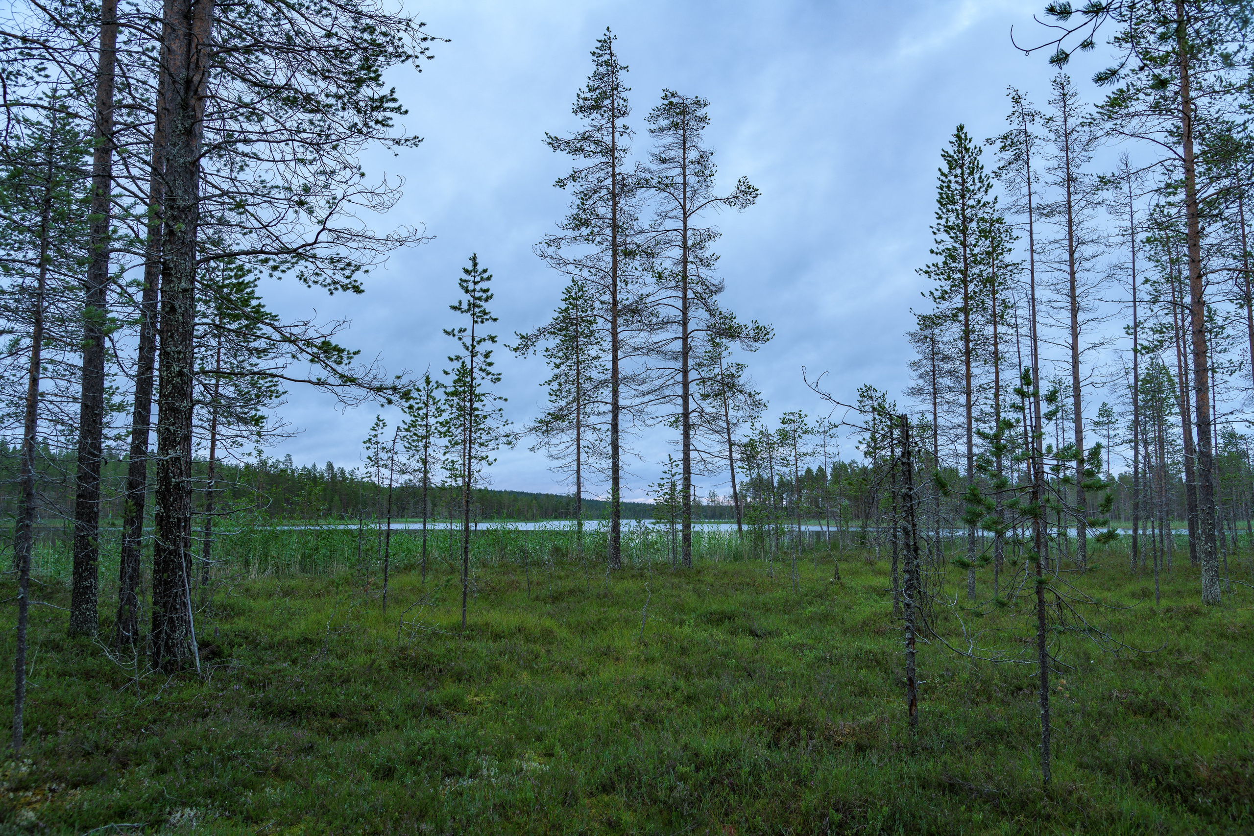 Лето. Северные Ночи
