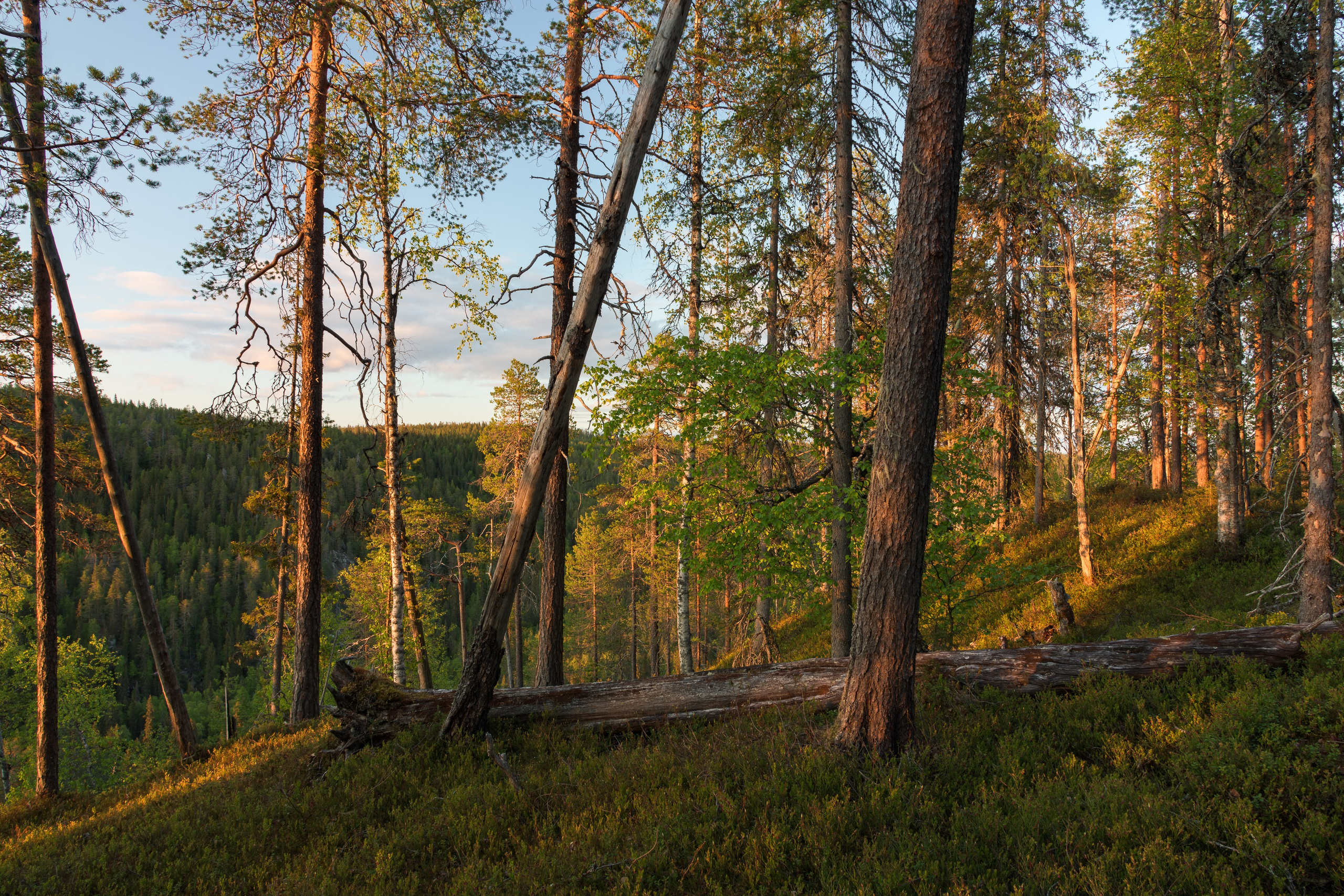 Лето. Северные Ночи