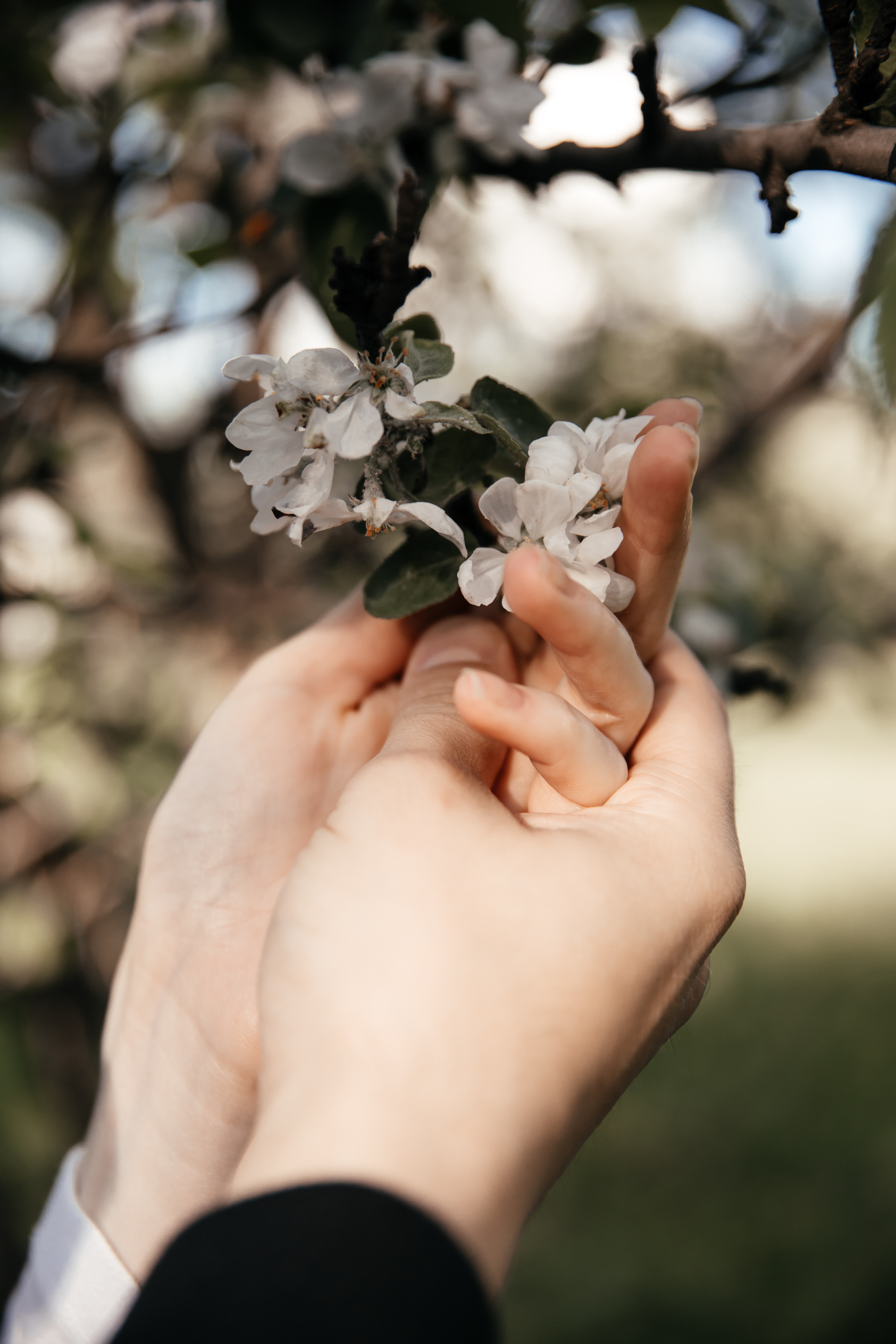 Предсвадебная фотосессия в цветущих яблонях. Свадебный фотограф в Москве Екатерина Гусева
