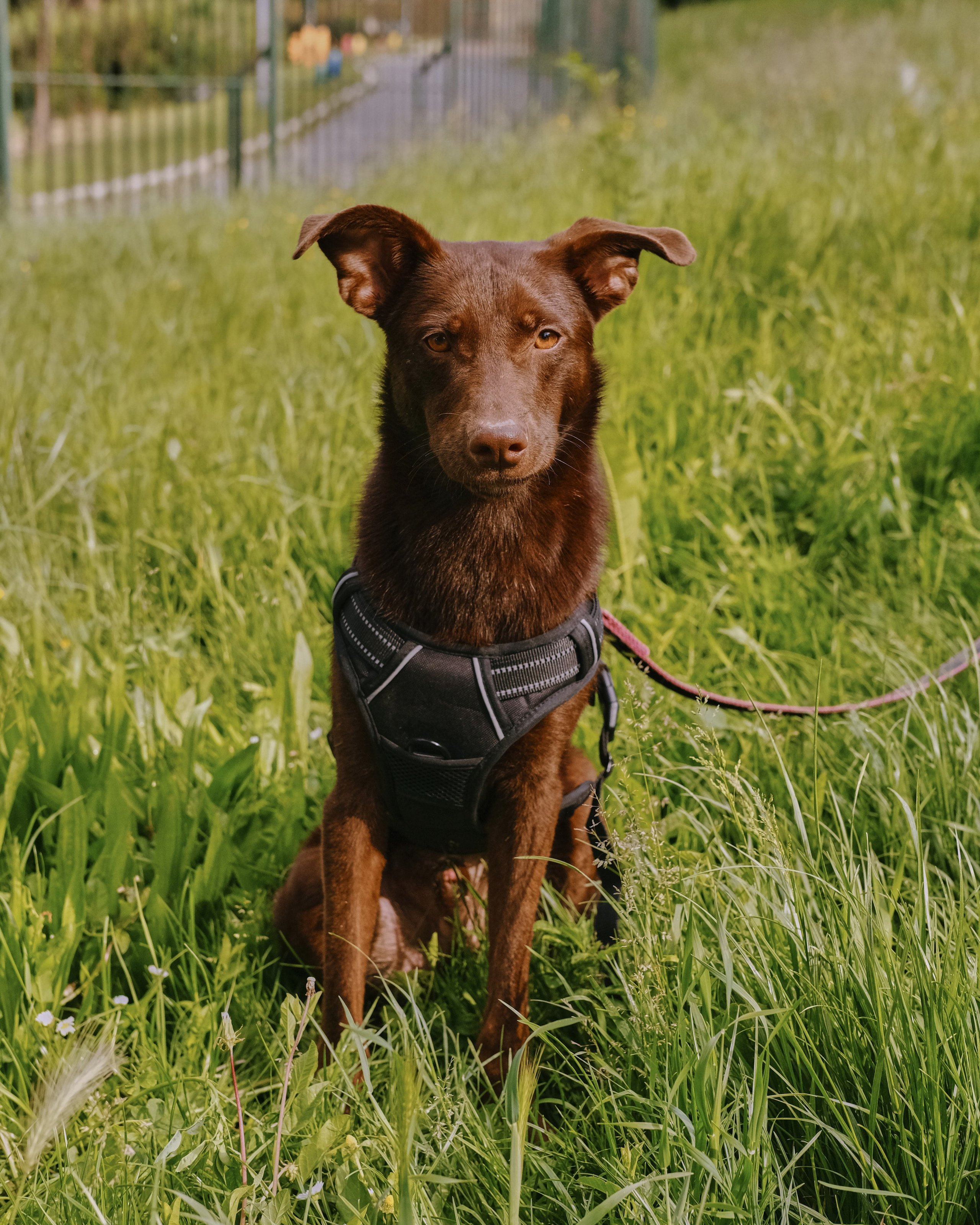 Animals. Sasha Shu — retoucher and photographer