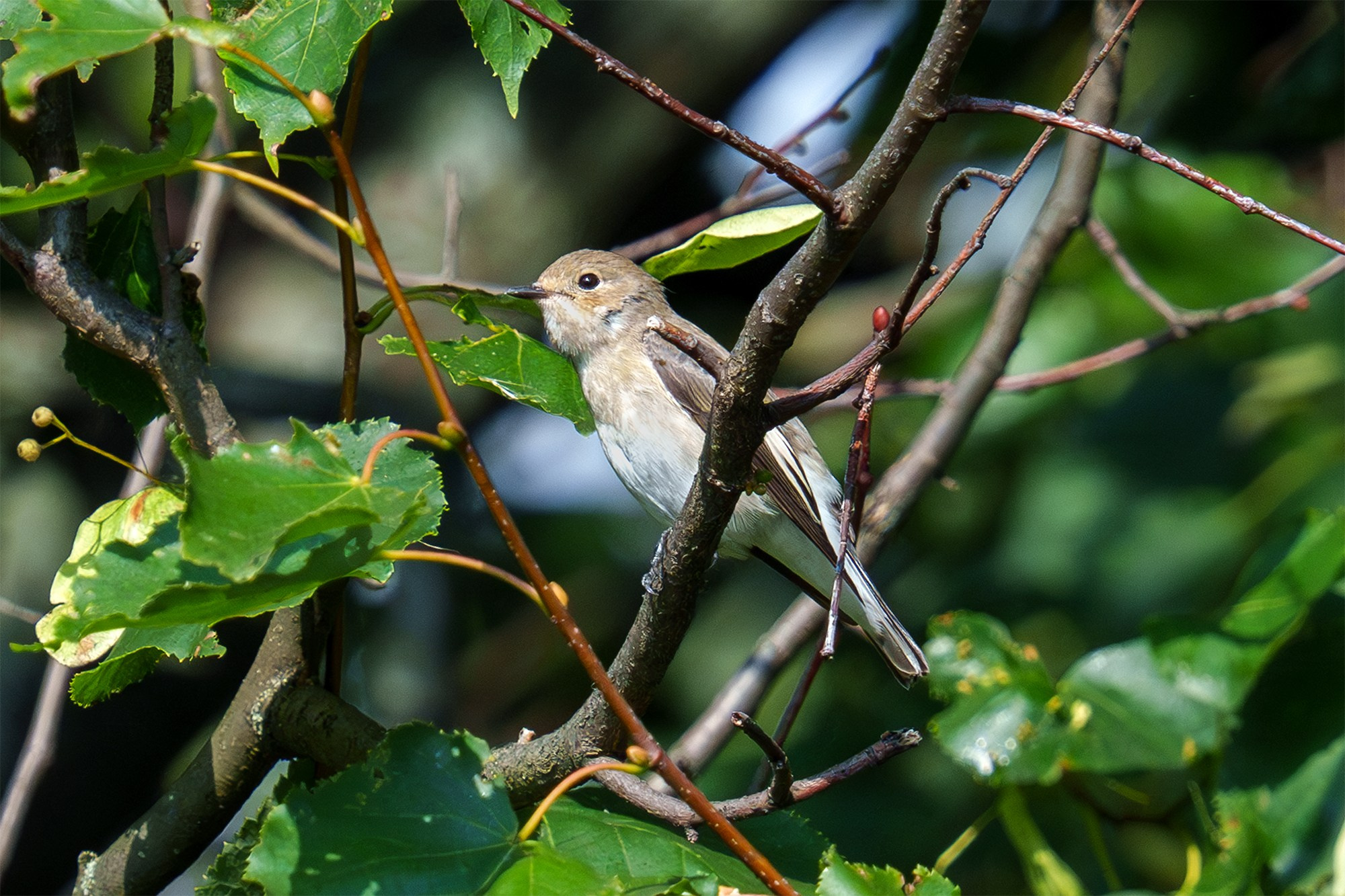 Удивительные мир птиц. Вокруг нас столько прекрасного — присмотритесь!. Ваш личный фотограф Марина Волкова