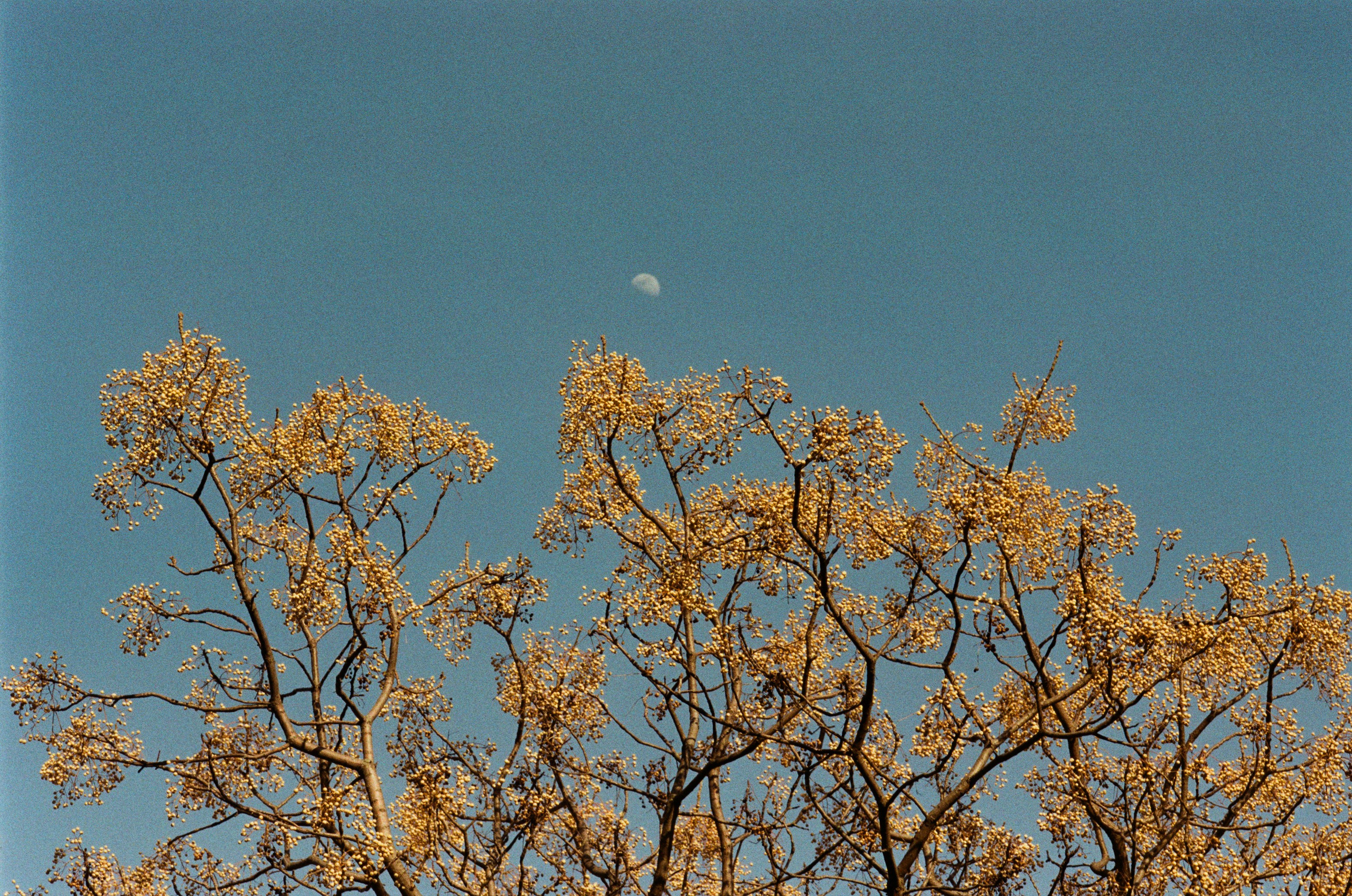 Sakura blues // ukraine, crimea II. EVER EXPOSED
