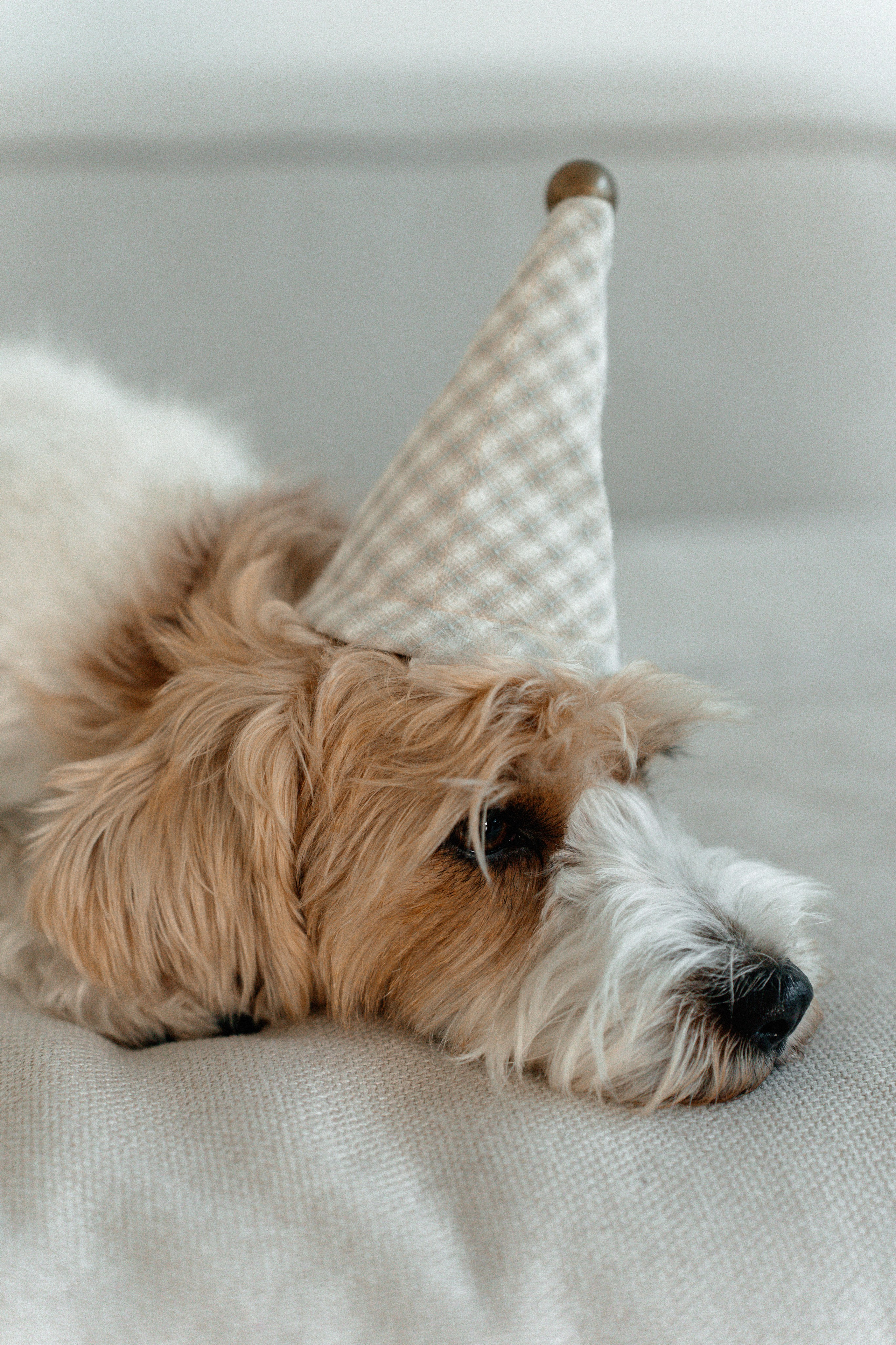 Красота хвостатых глазами хозяйки. Ваш семейный фотограф в Минске — Вика Трегубова