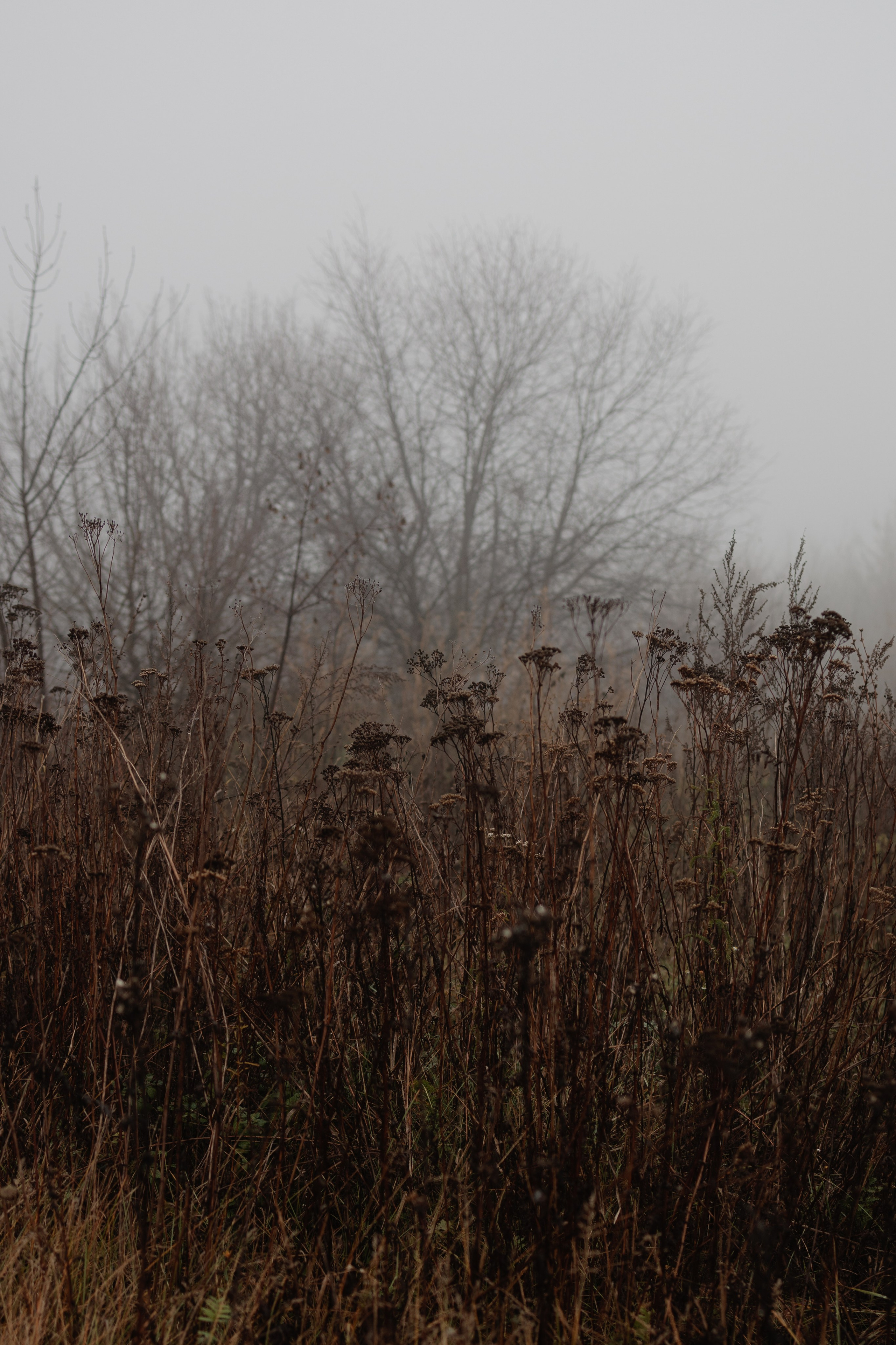 В туманном лесу. Семейный фотограф в Белгороде