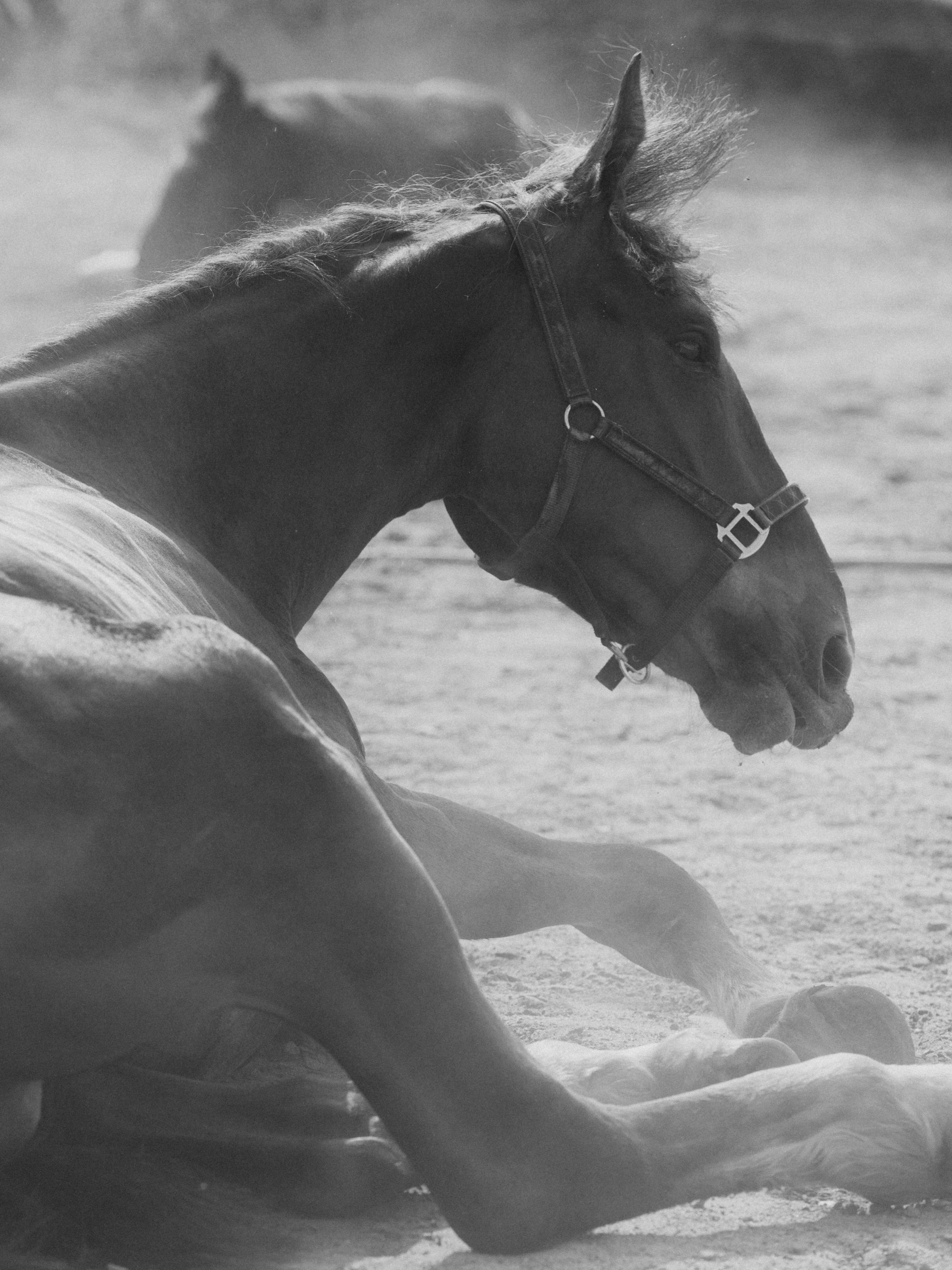 Съёмка лошадей/чб. Конный фотограф в Калининграде Елена Курбатова