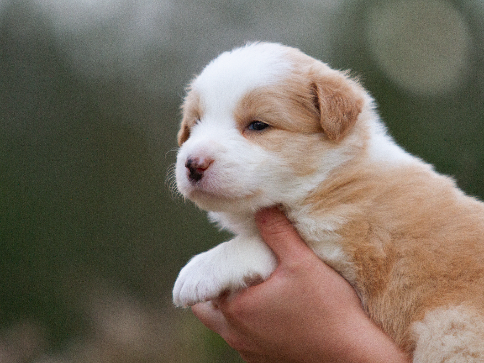 Щенки. Фотограф-анималист в Москве и МО Самойлова Марина