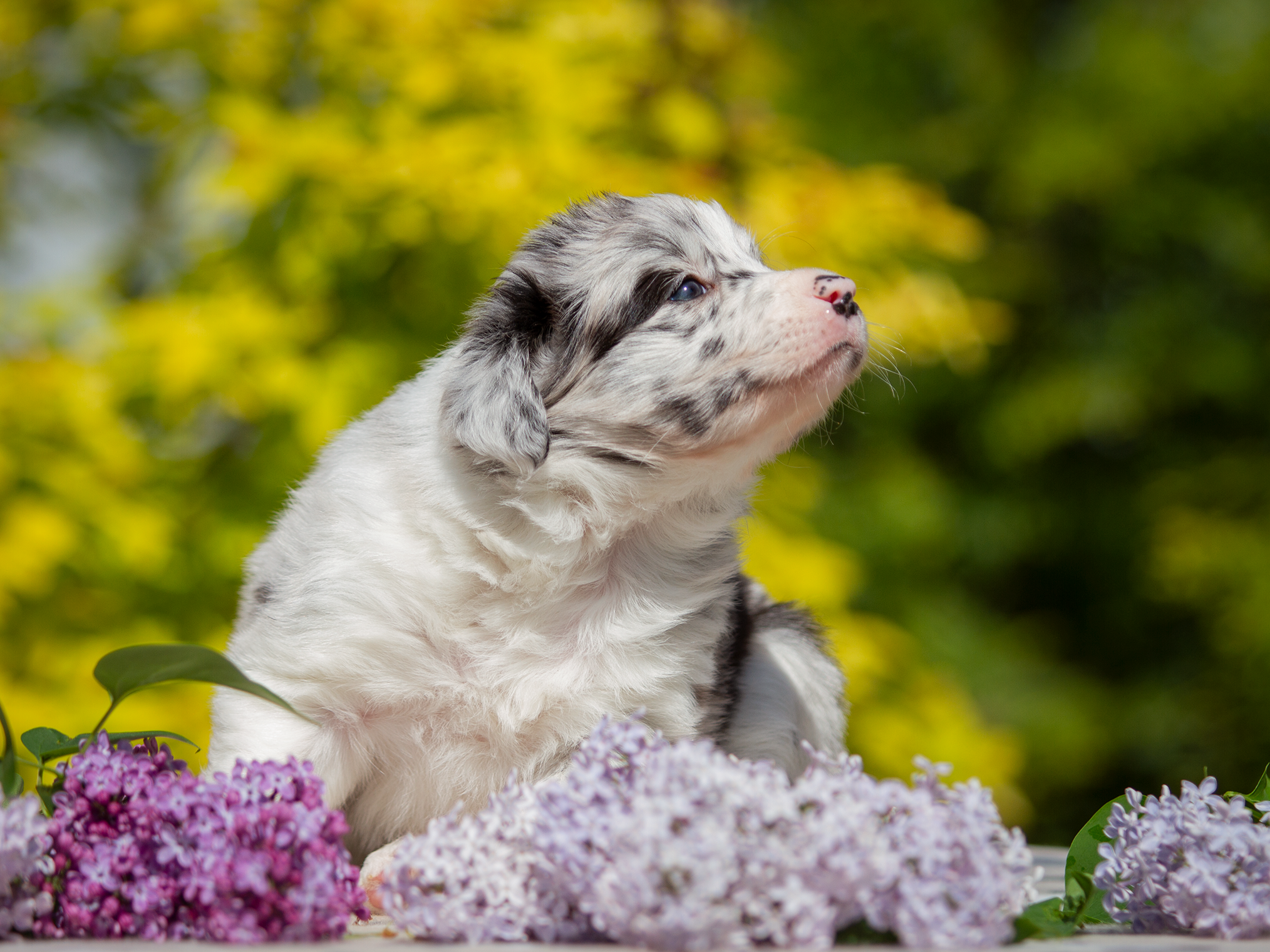 Щенки. Фотограф-анималист в Москве и МО Самойлова Марина