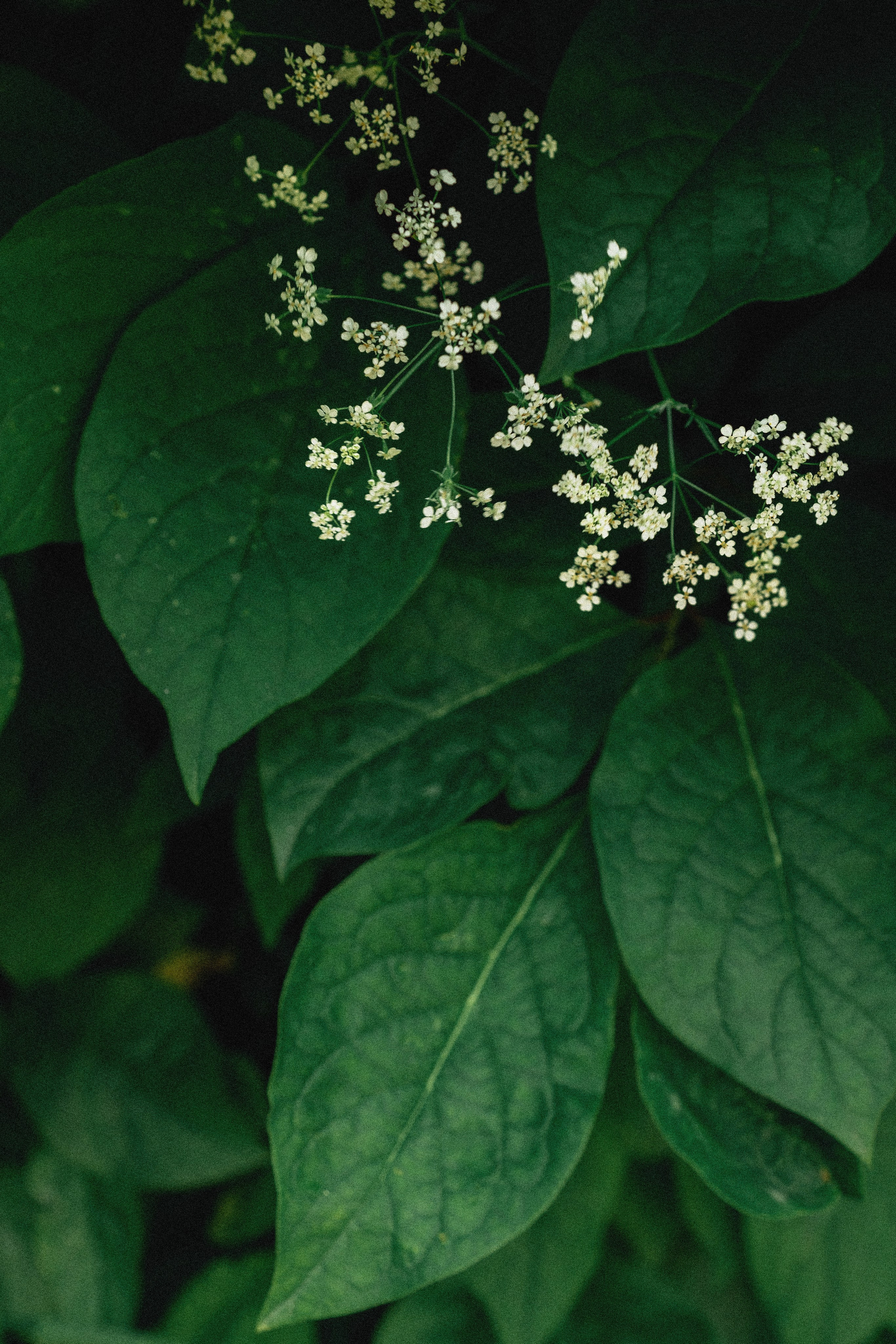 Эстетика П р о Я в л е н и я. Виноградова Маргарита. Фотограф P r o Явления