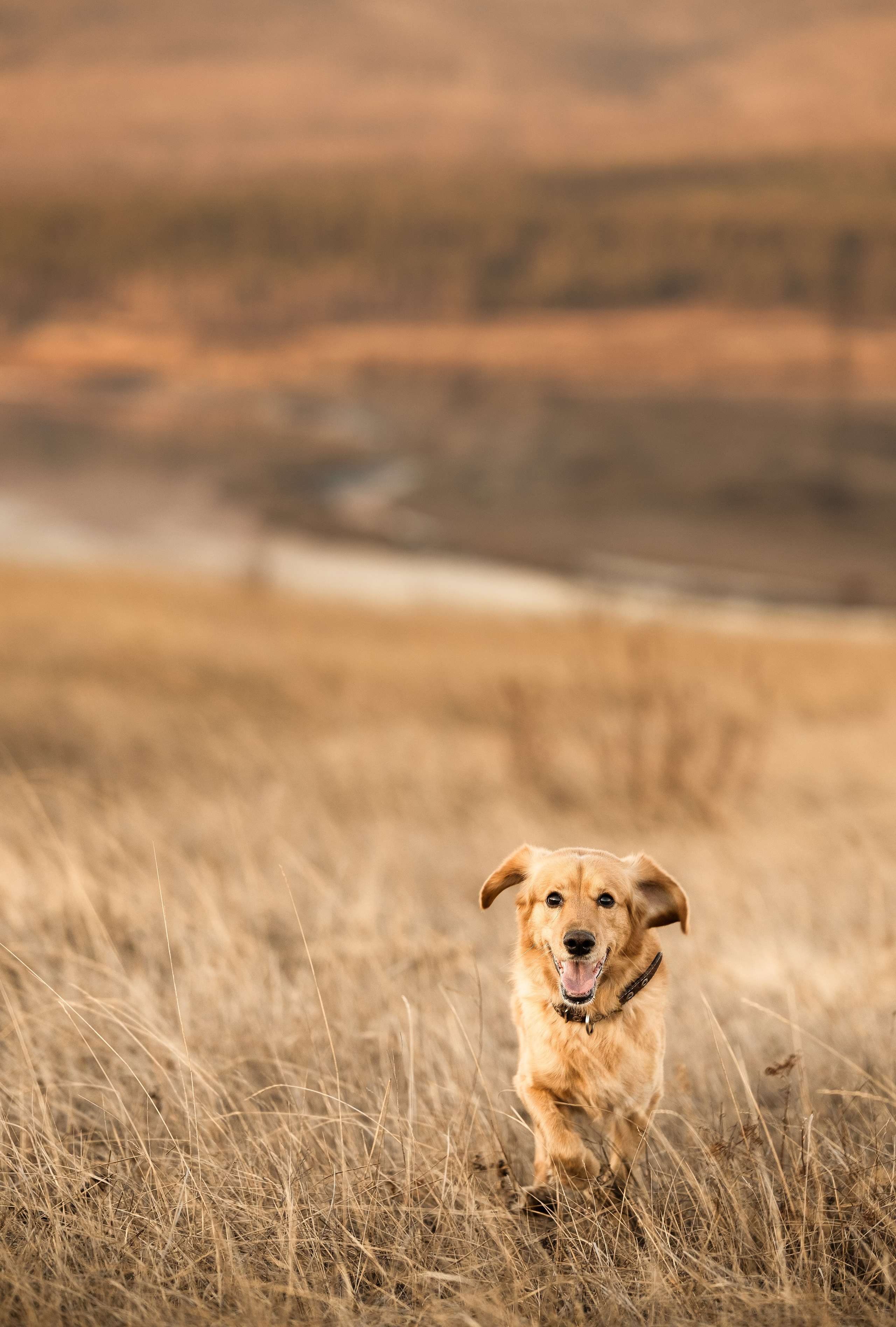 Фотосессия с собакой. Портретный фотограф в Чите Анна Камратова. Помогу Вам создать историю, в которой Вы — главный герой!