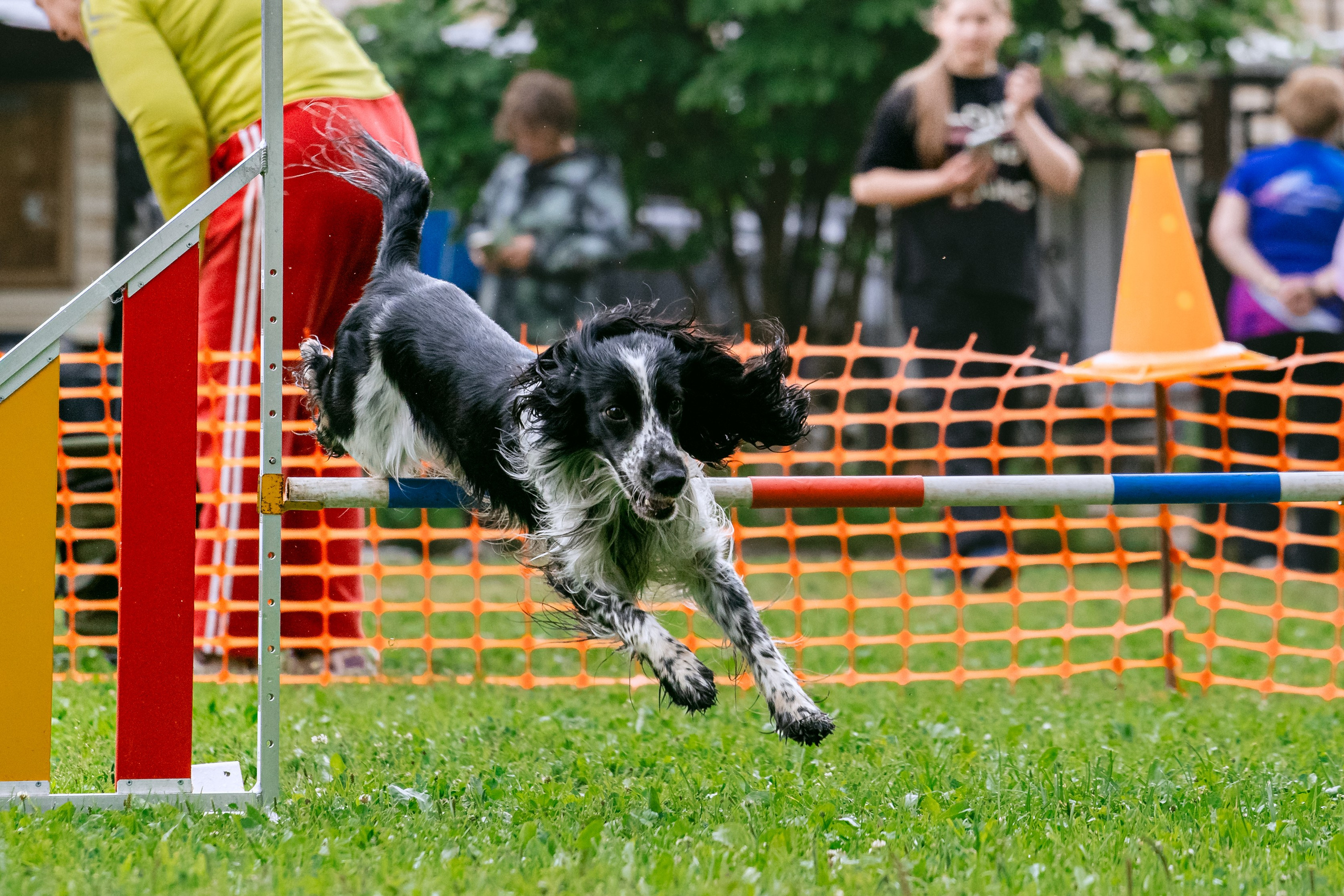 Соревнования по аджилити Долгопрудный 30.06.2025. Фотограф-анималист Татьяна Степанова