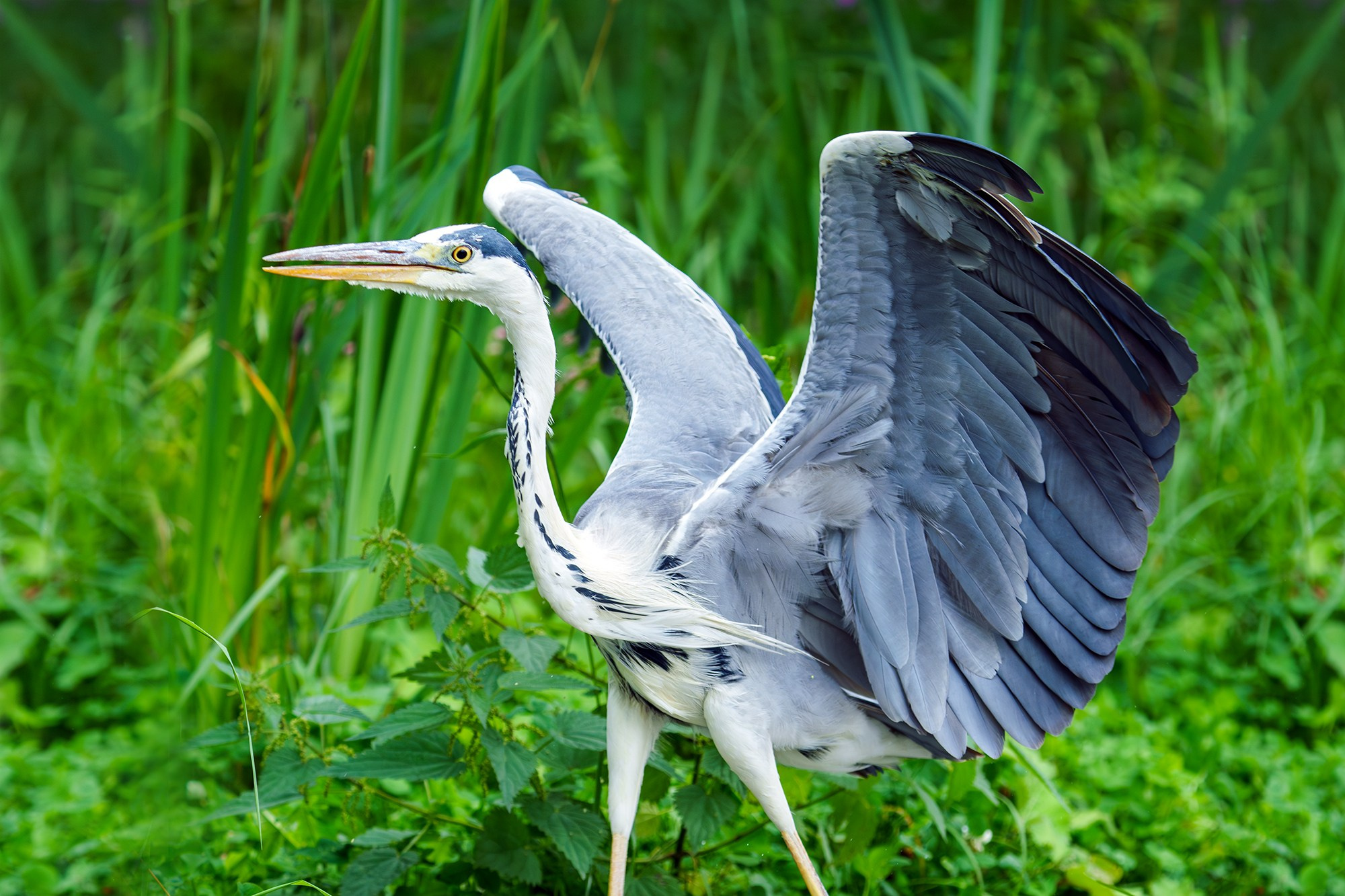 Удивительные мир птиц. Вокруг нас столько прекрасного — присмотритесь!. Ваш личный фотограф Марина Волкова