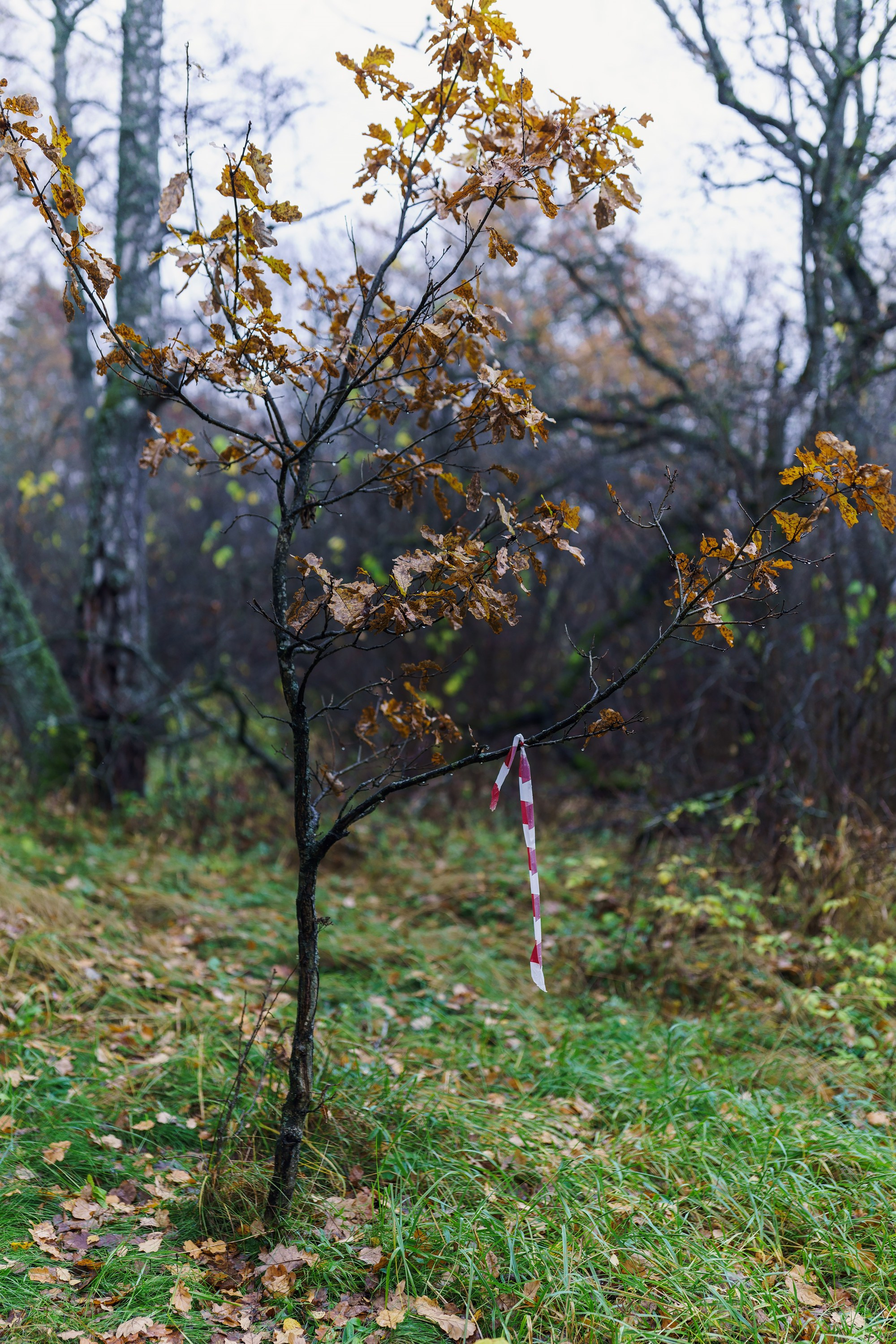 Фотографии Трейл Кутузов 2025. Фотограф спортивные события, недвижимость, турбизнес