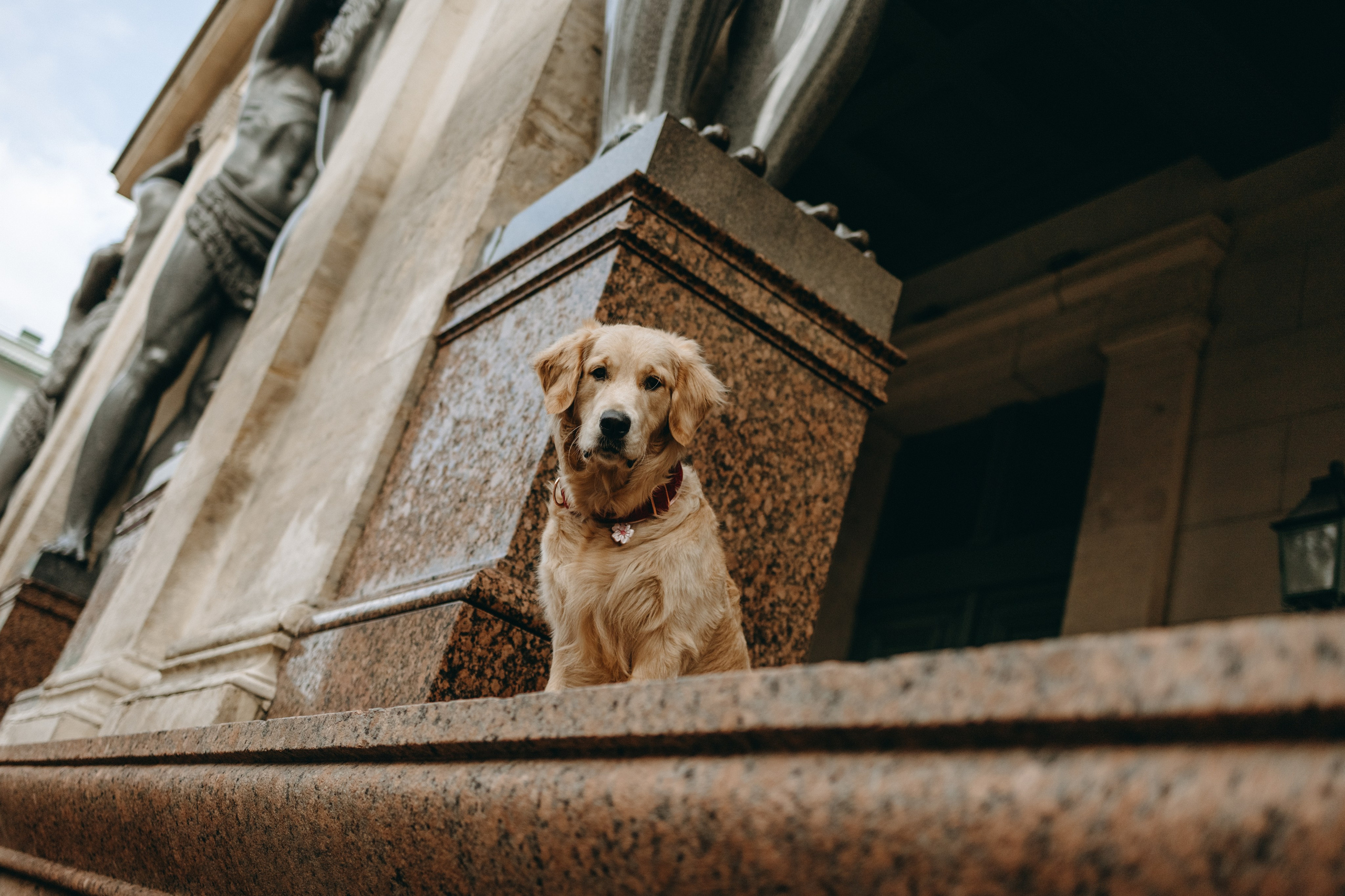 Бетти и ее семья. Фотограф — Анималист | Санкт-Петербург