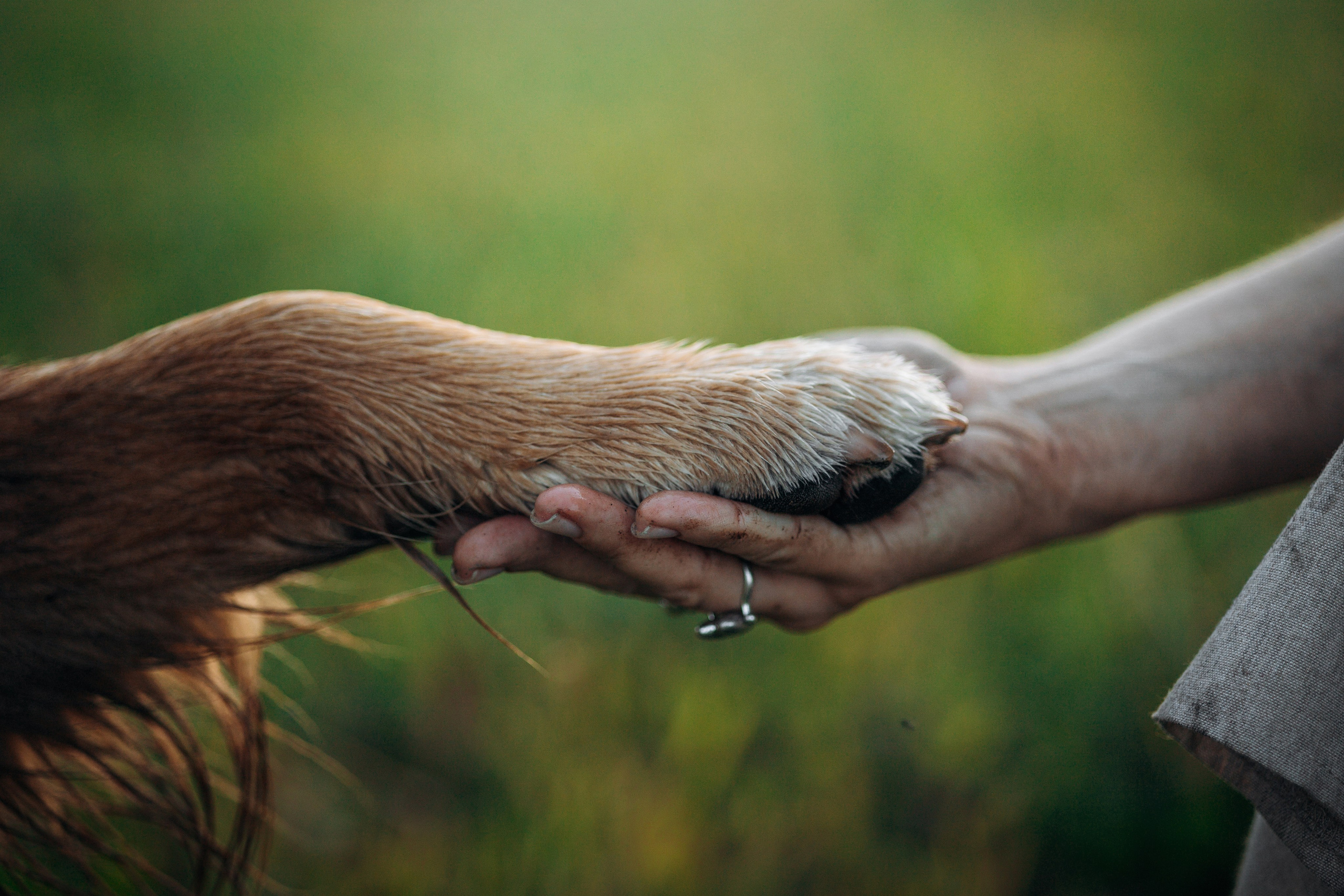 Аня и Ноллан. Фотограф — Анималист | Санкт-Петербург