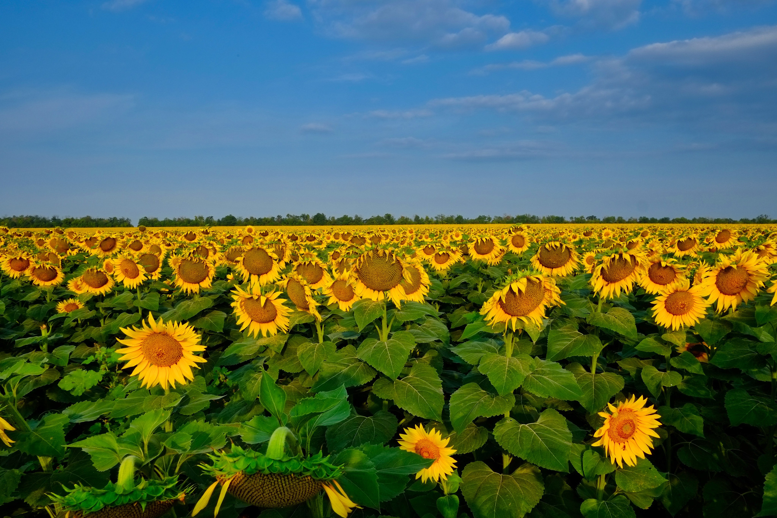 Пезажные работы Флорина Бориса (г. Рязань). Профессиональный фотограф Борис Флорин