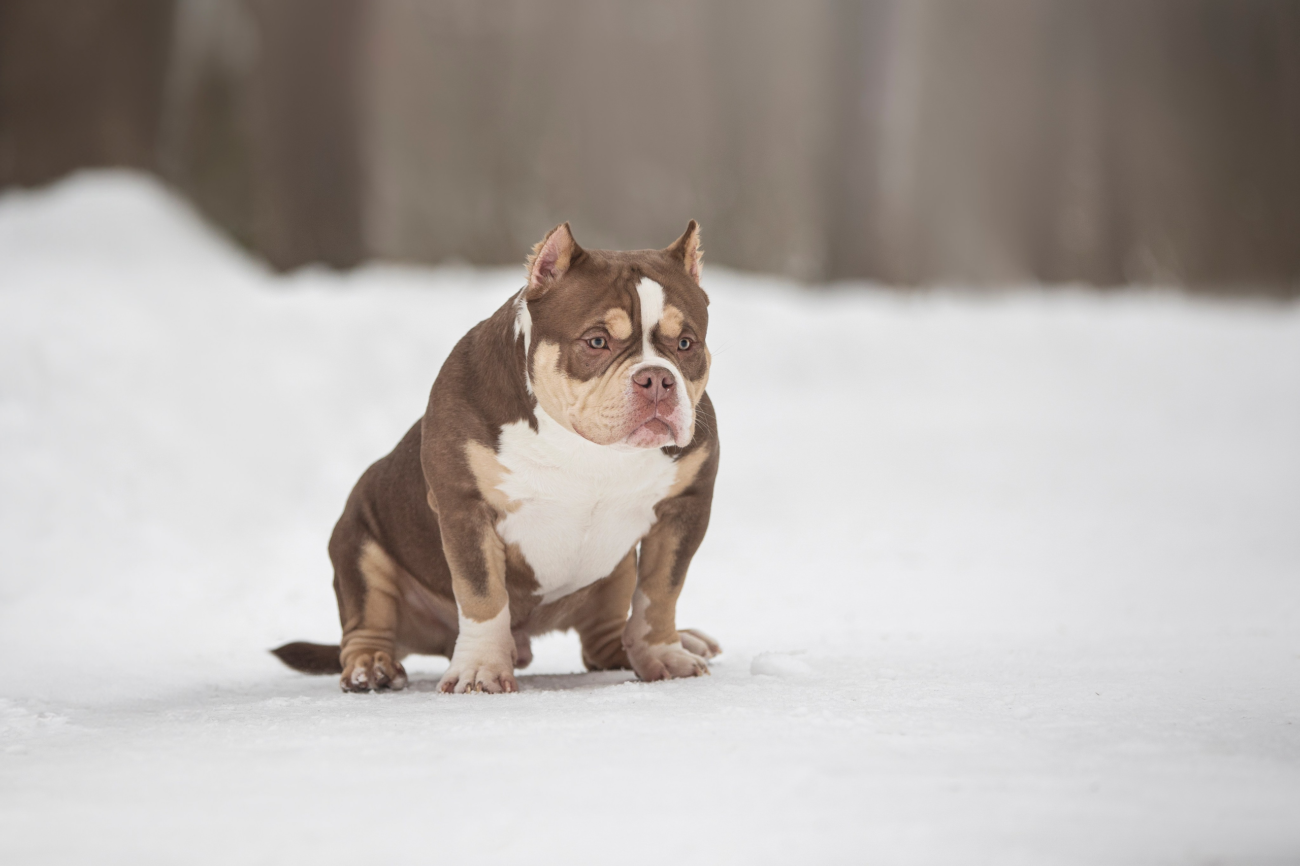 Американские булли. Фотограф анималист в Москве Майорова Евгения