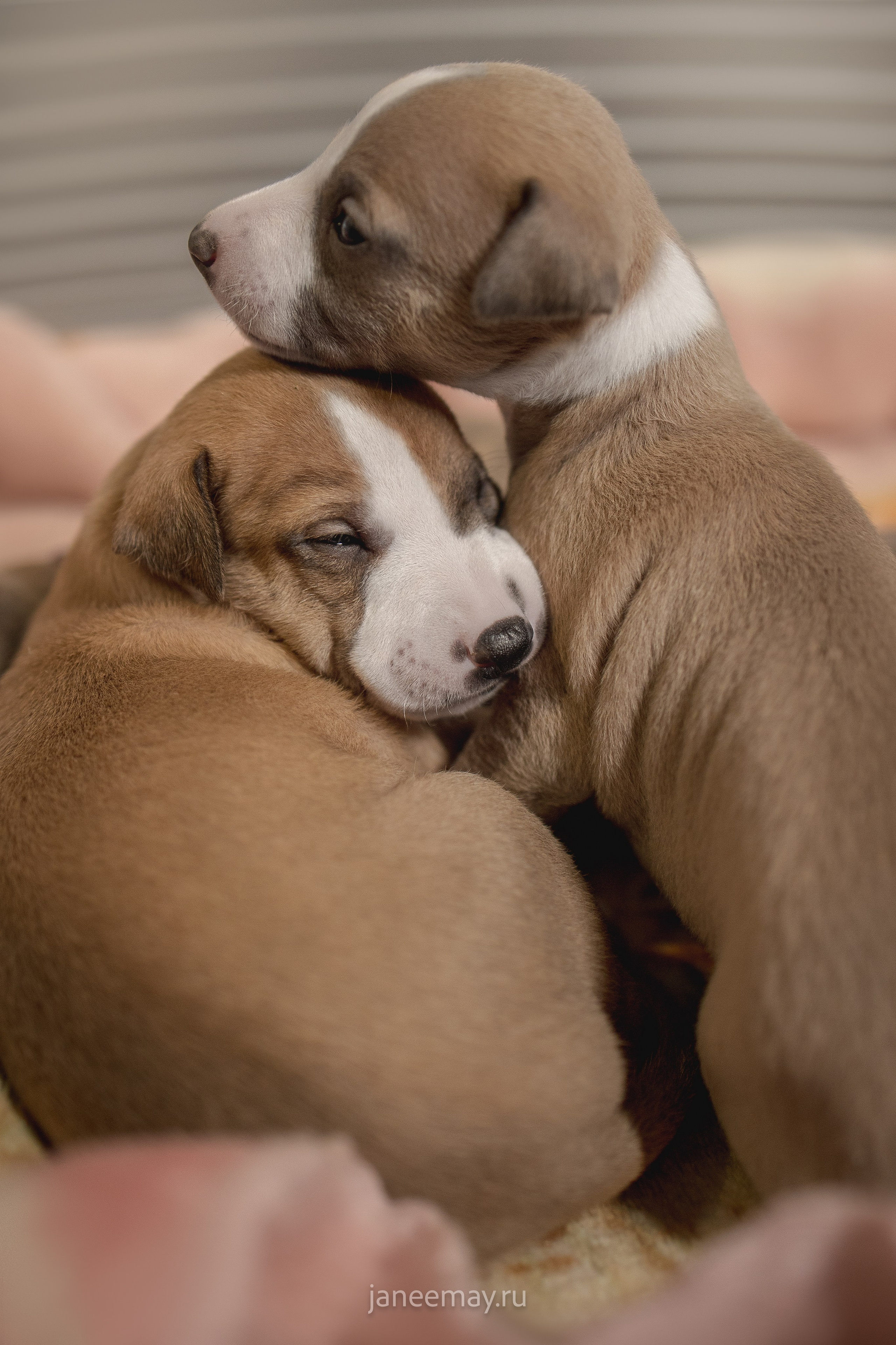 Малыши уиппеты Великбековых. Фотограф анималист в Москве Майорова Евгения