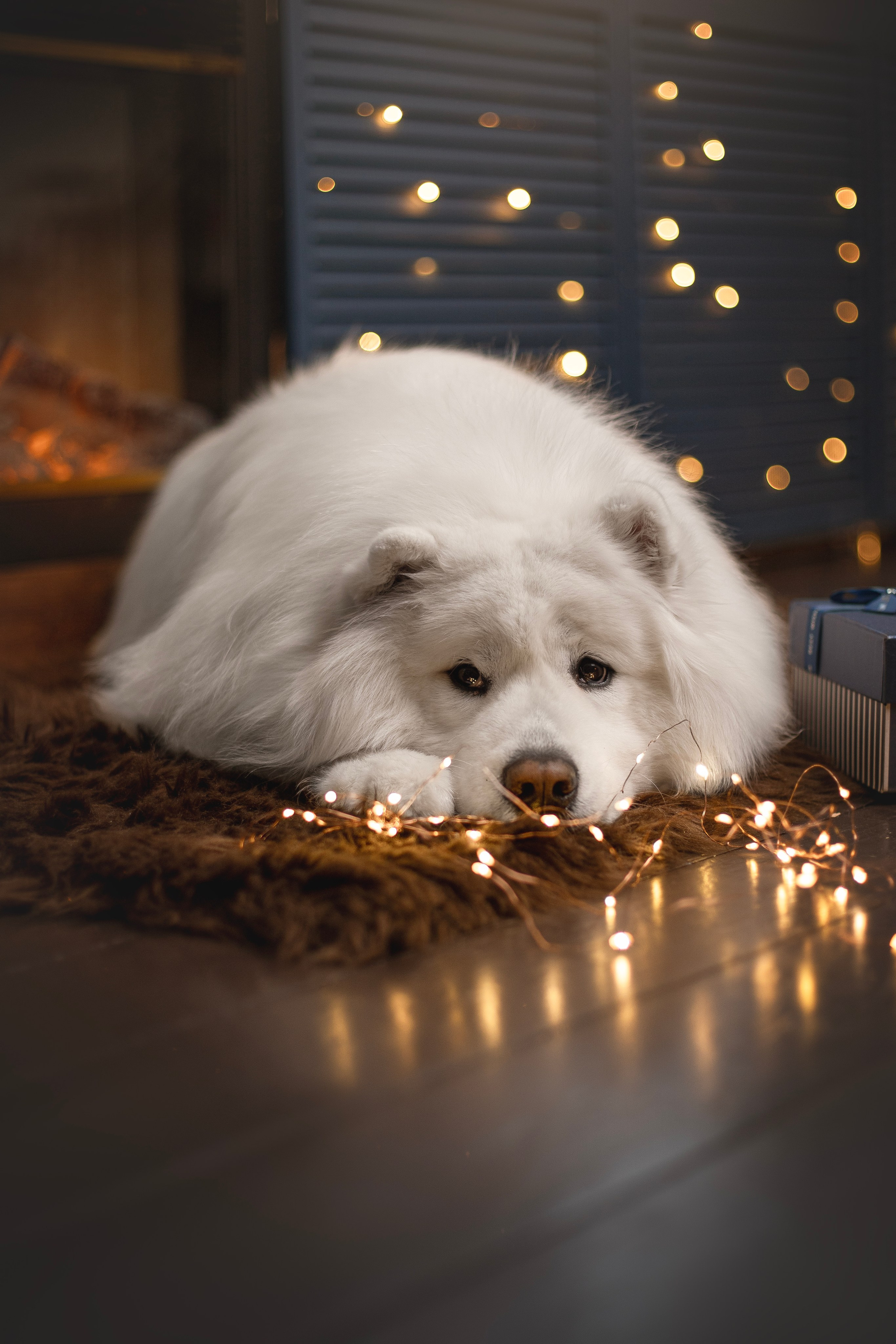 Пушистые самоедские драконы в студии. Фотограф анималист в Москве Майорова Евгения