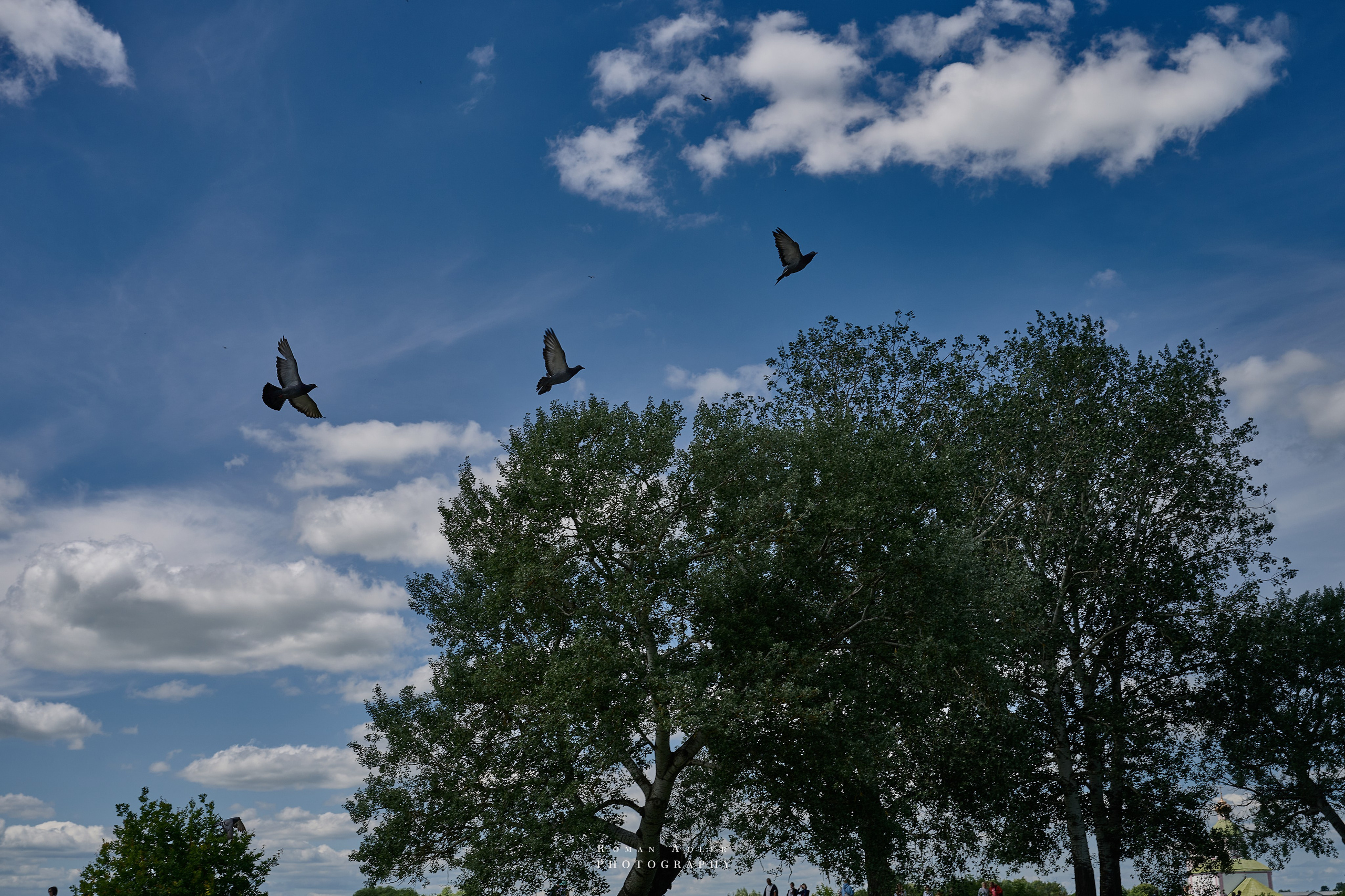 Суздаль. Июнь 2025. Фотограф Роман Адлер