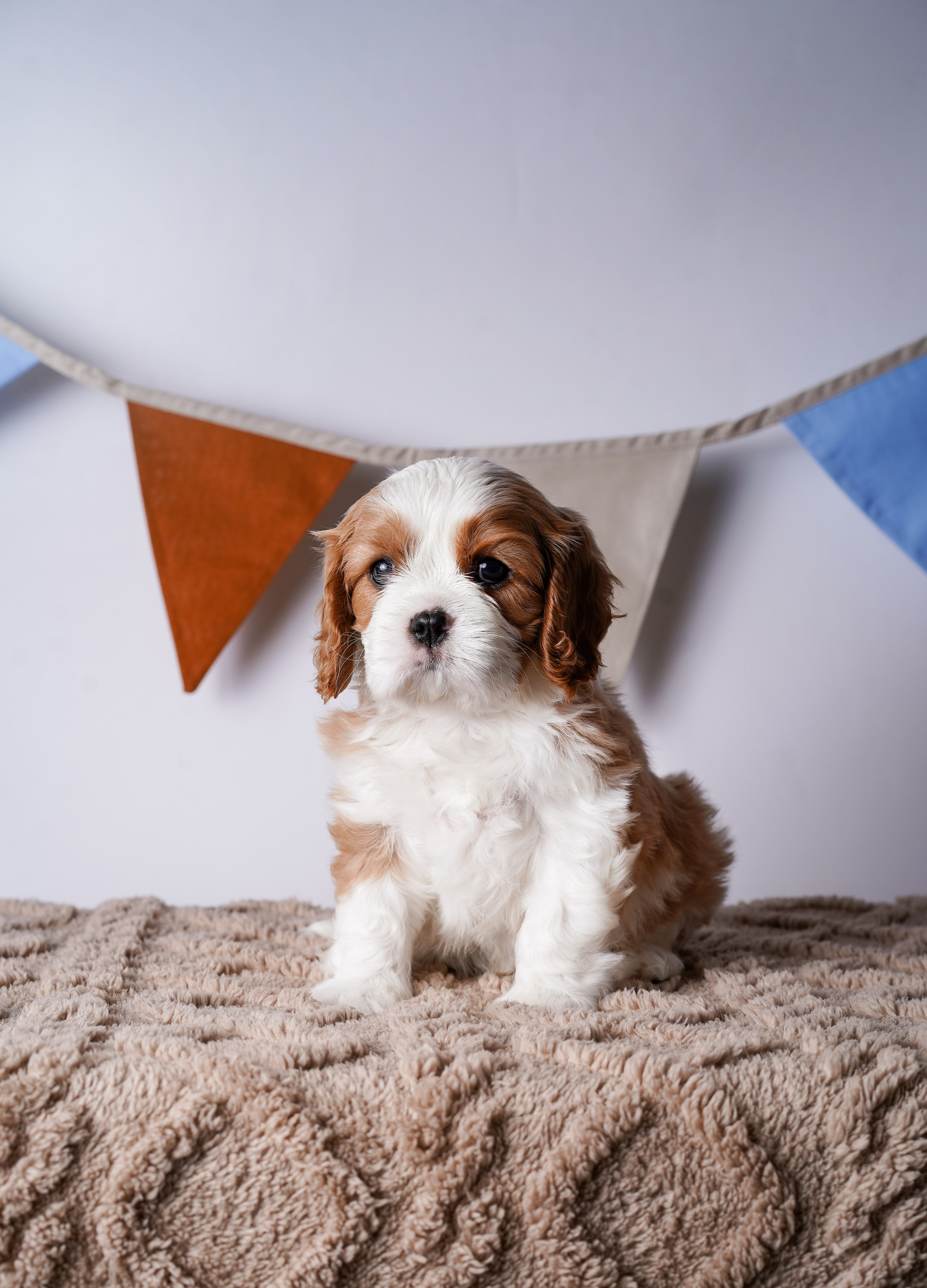 Щенки кавалер кинг чарльз спаниеля. Фотограф-анималист в Санкт-Петербурге Яна Мартынова