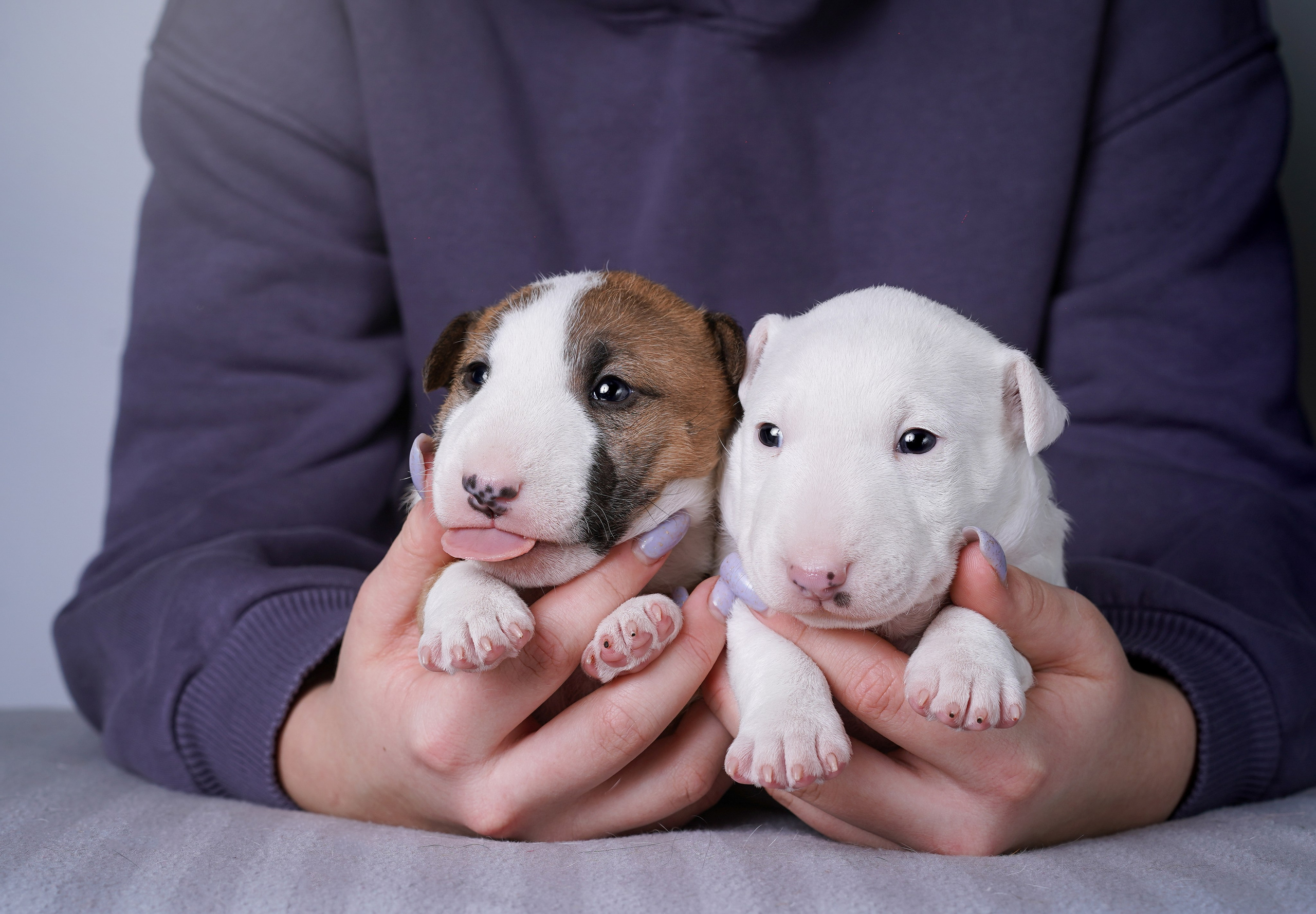 Щенки минибуля. Фотограф-анималист в Санкт-Петербурге Яна Мартынова