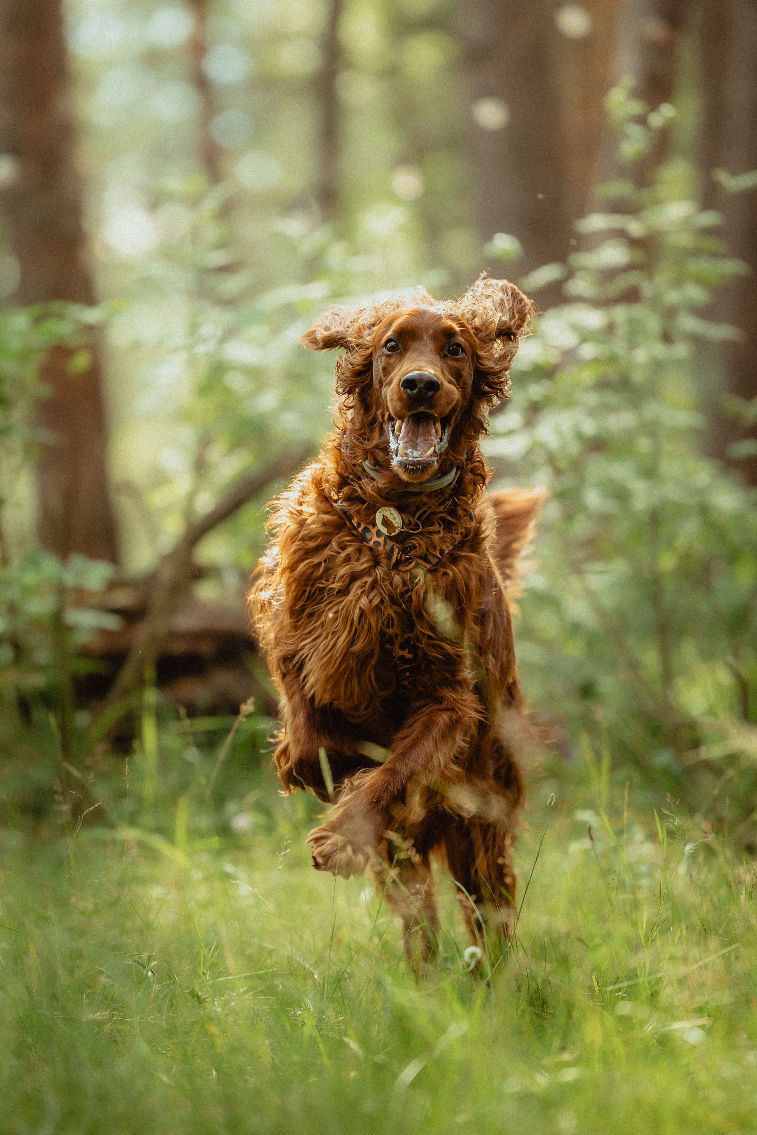 Выездной дог-тренинг от школы «Шерсть имею»