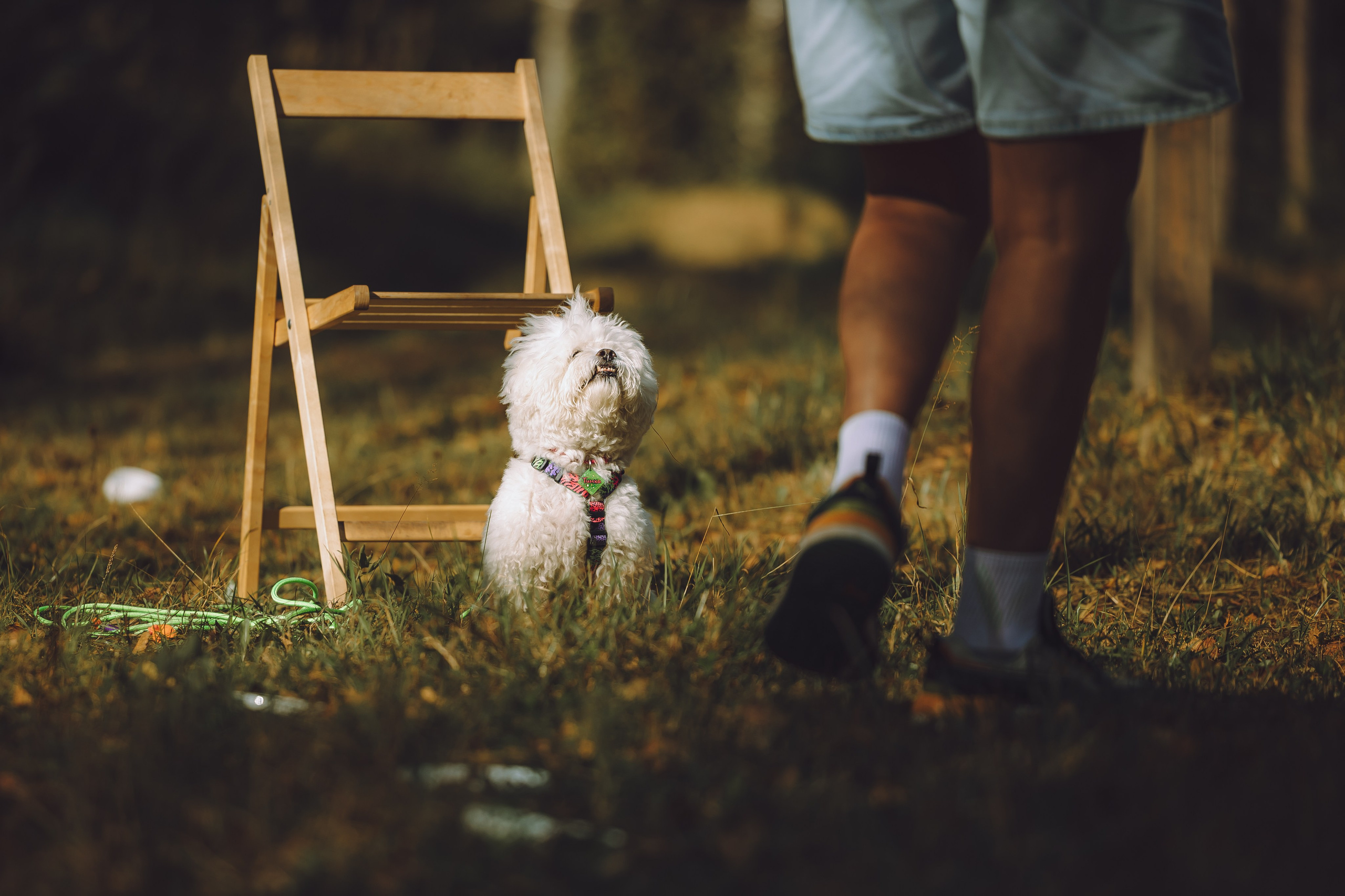 Выездной дог-тренинг от школы «Шерсть имею», Тованово