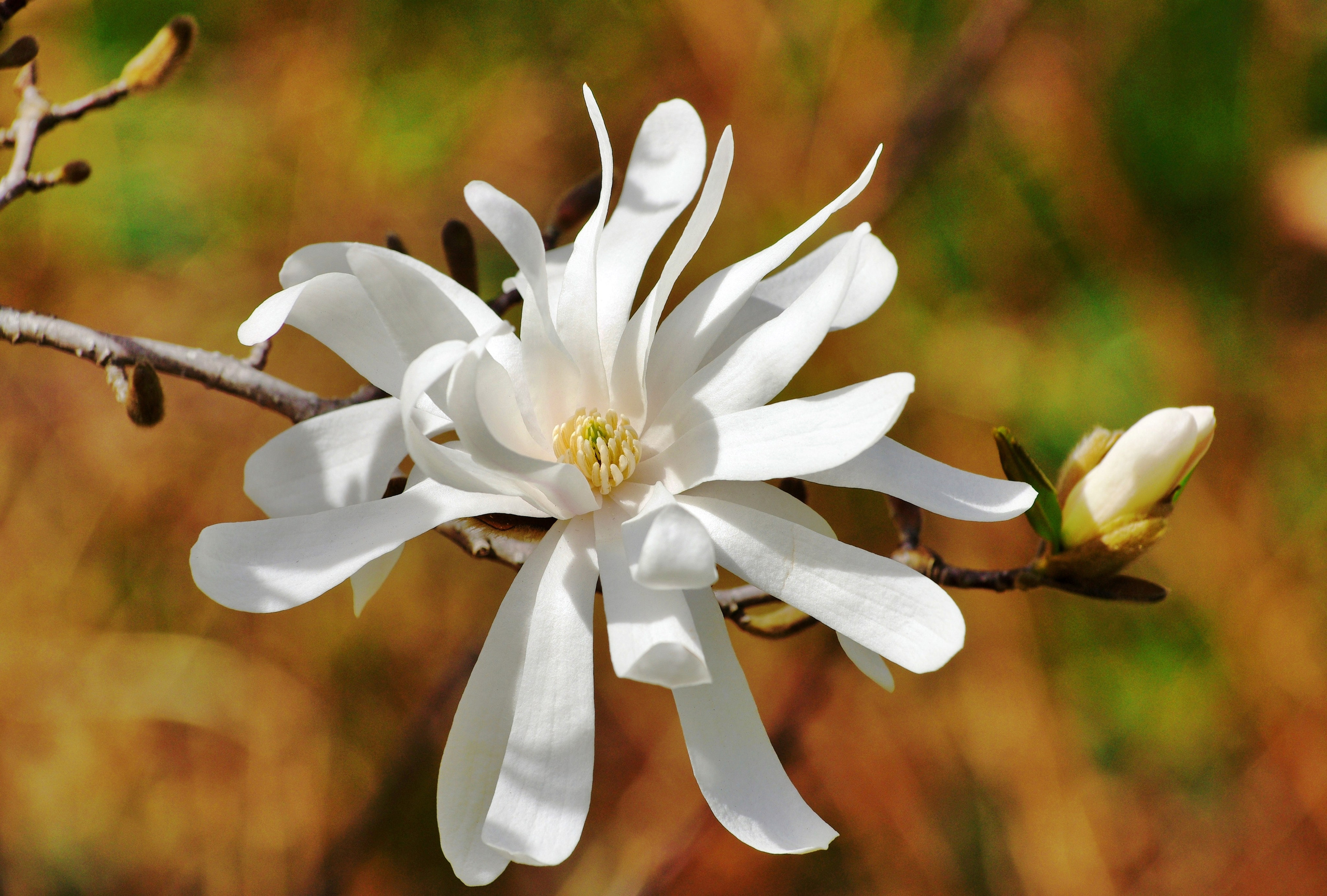 Цветочки-лепесточки. Фотограф Дмитрий Алексеев