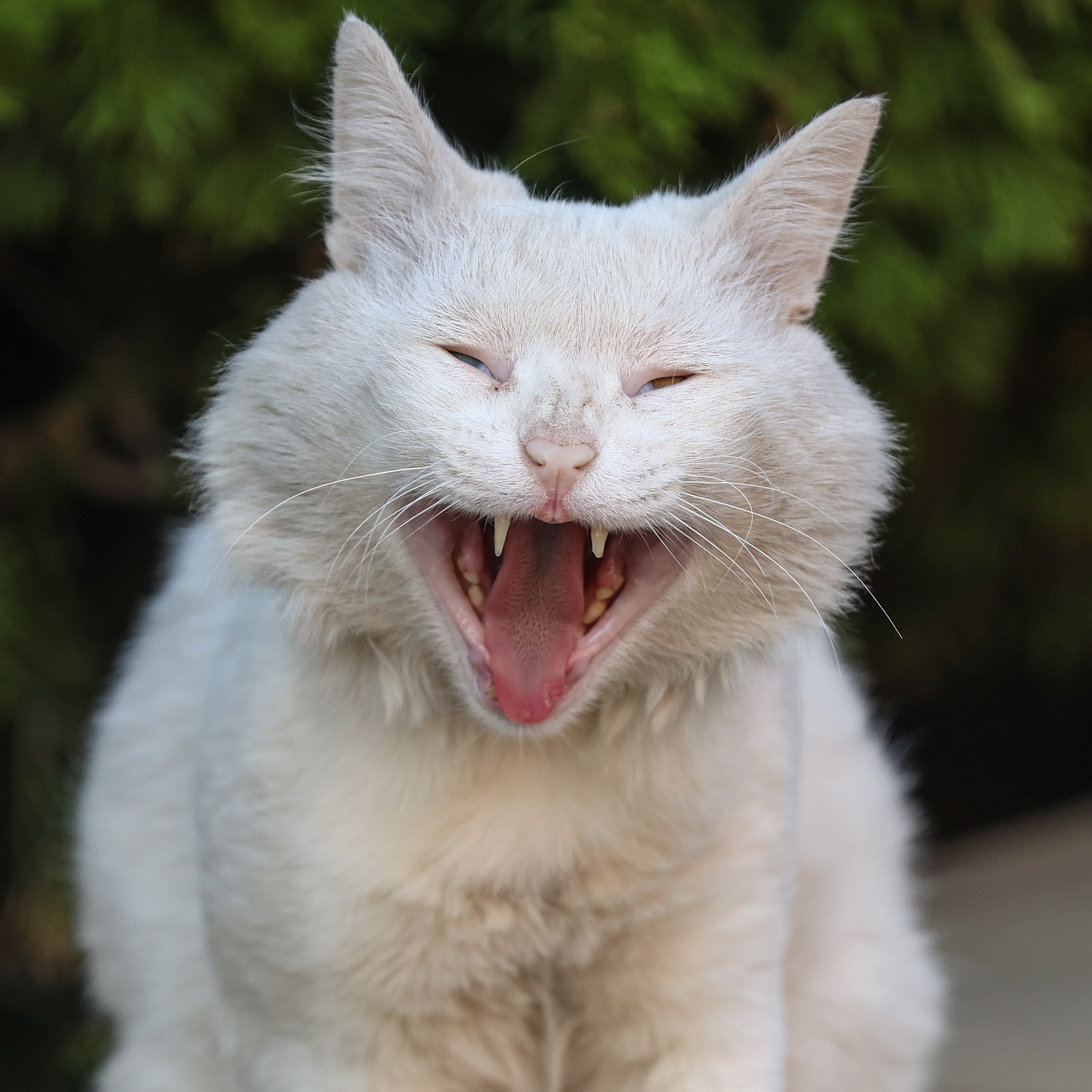 В мире животных. Фотограф Дмитрий Алексеев