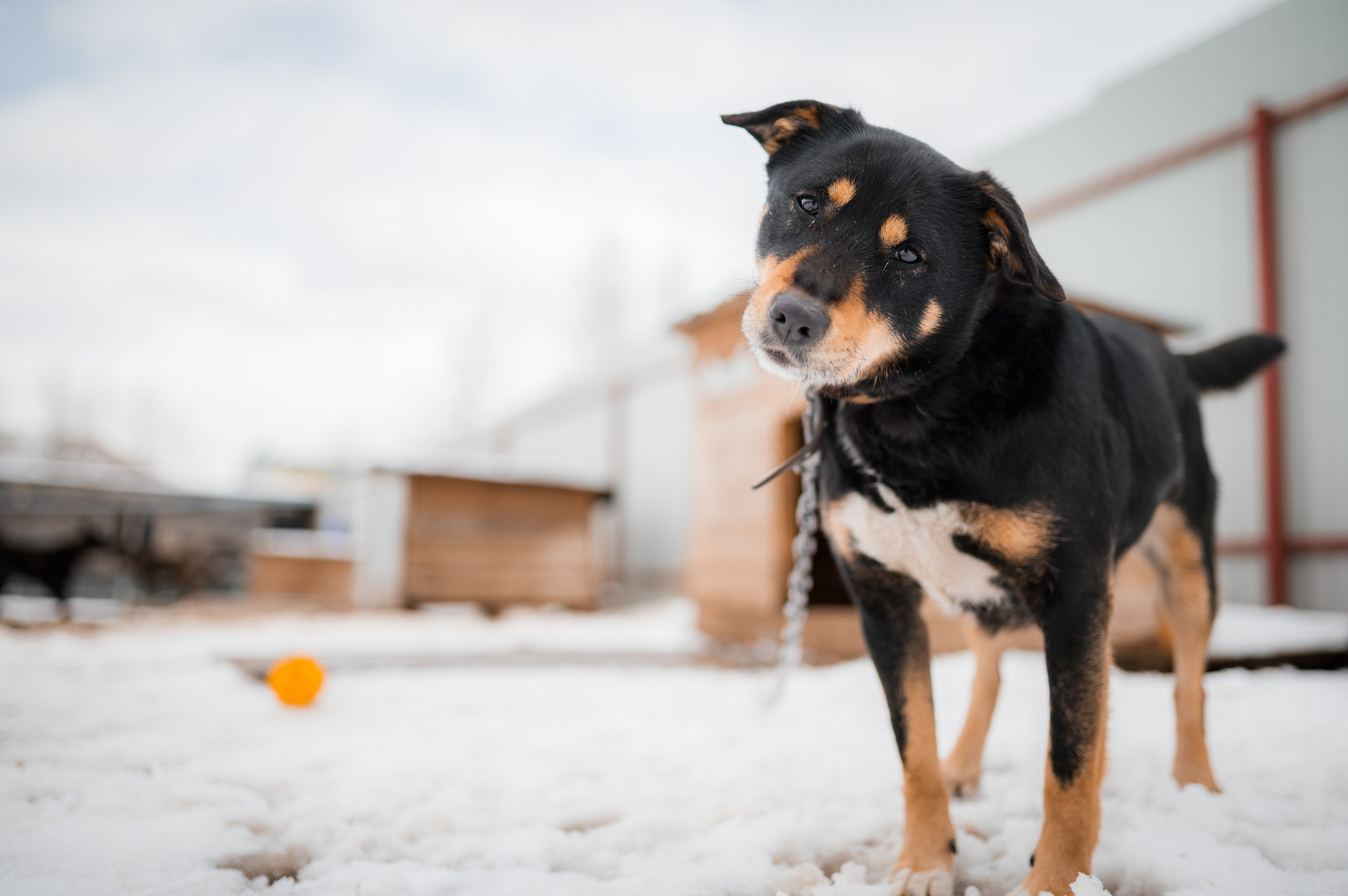 Кира. Улыбка собаки — спасение и пристройство бездомных собак