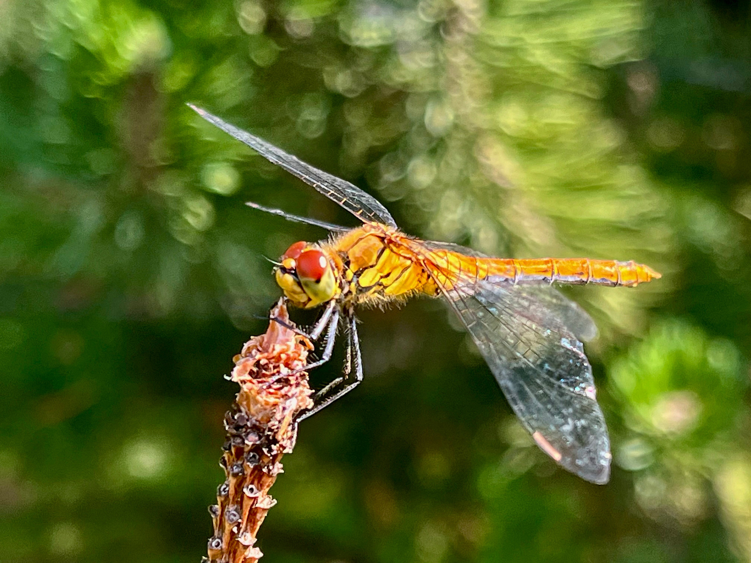 Стрекоза фотомодель, Open Smartphone Photography, Людмила Шаройко, Москва, SPC Silver