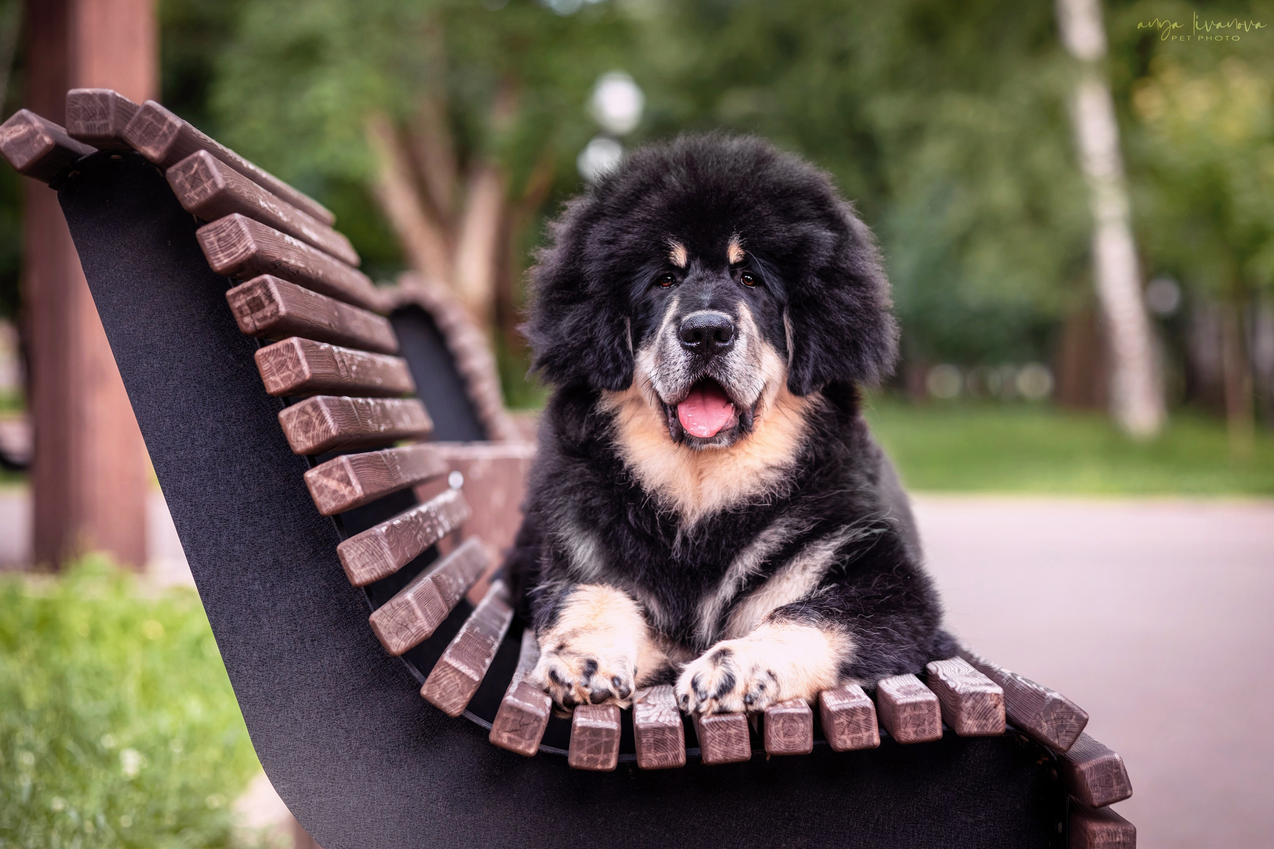 Лео. Фотограф анималист Аня Ливанова | Рыбинск