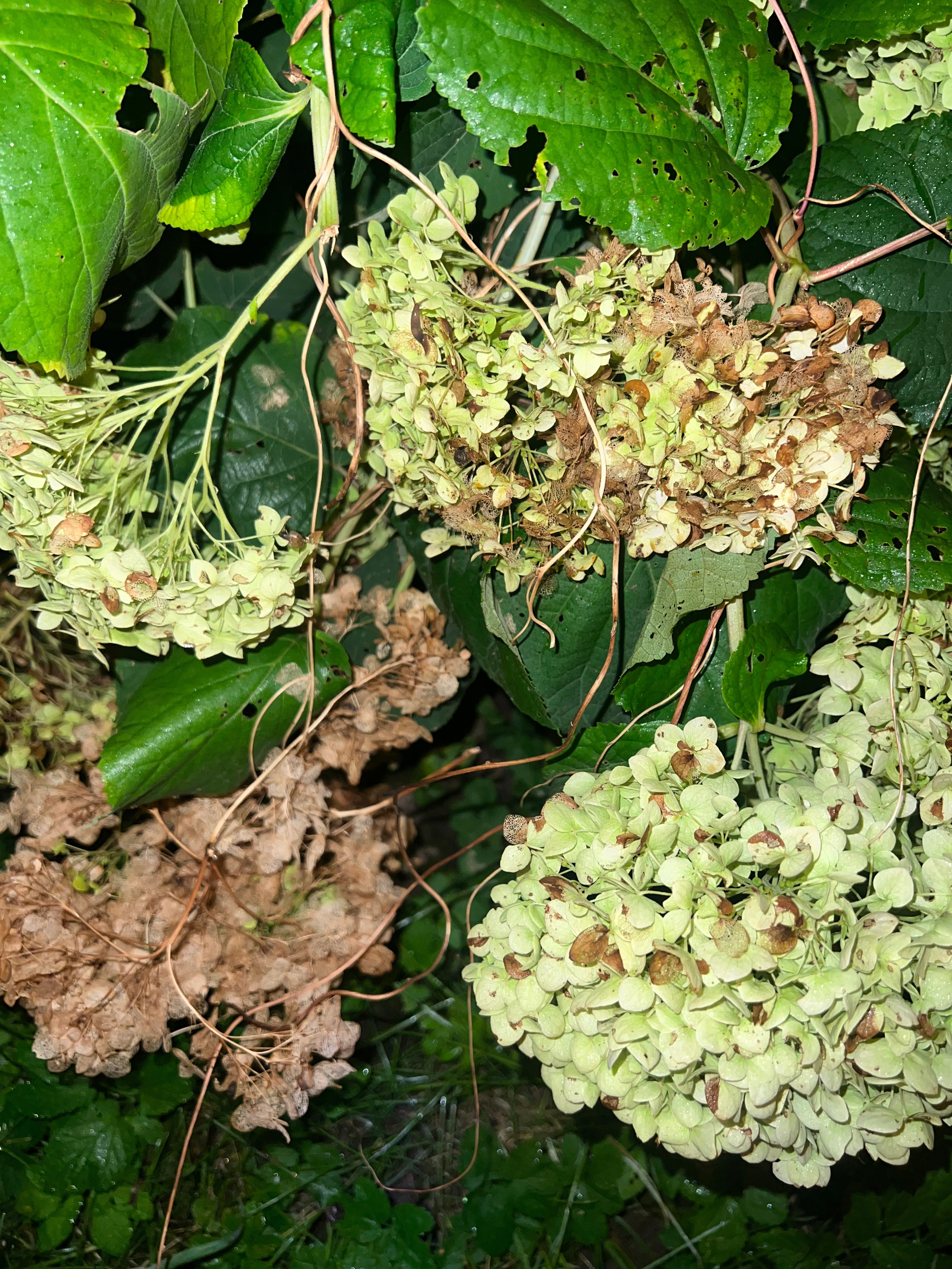 Цветы ночи. Анна Хвалина